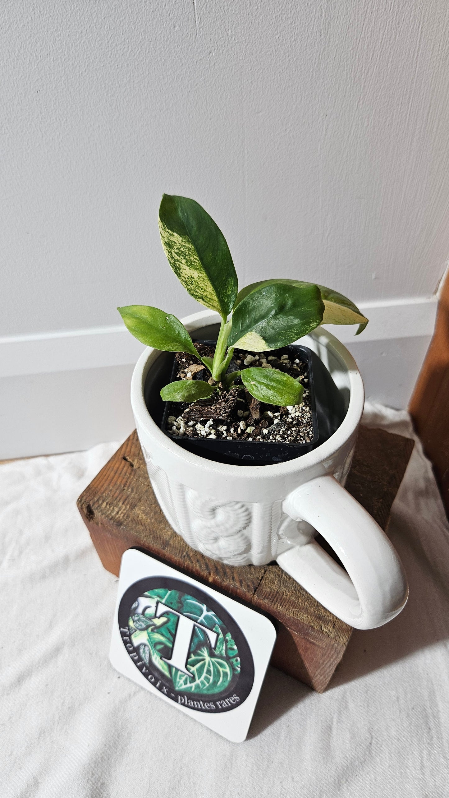Rhaphidophora Puberula Variegata (AUT-081)