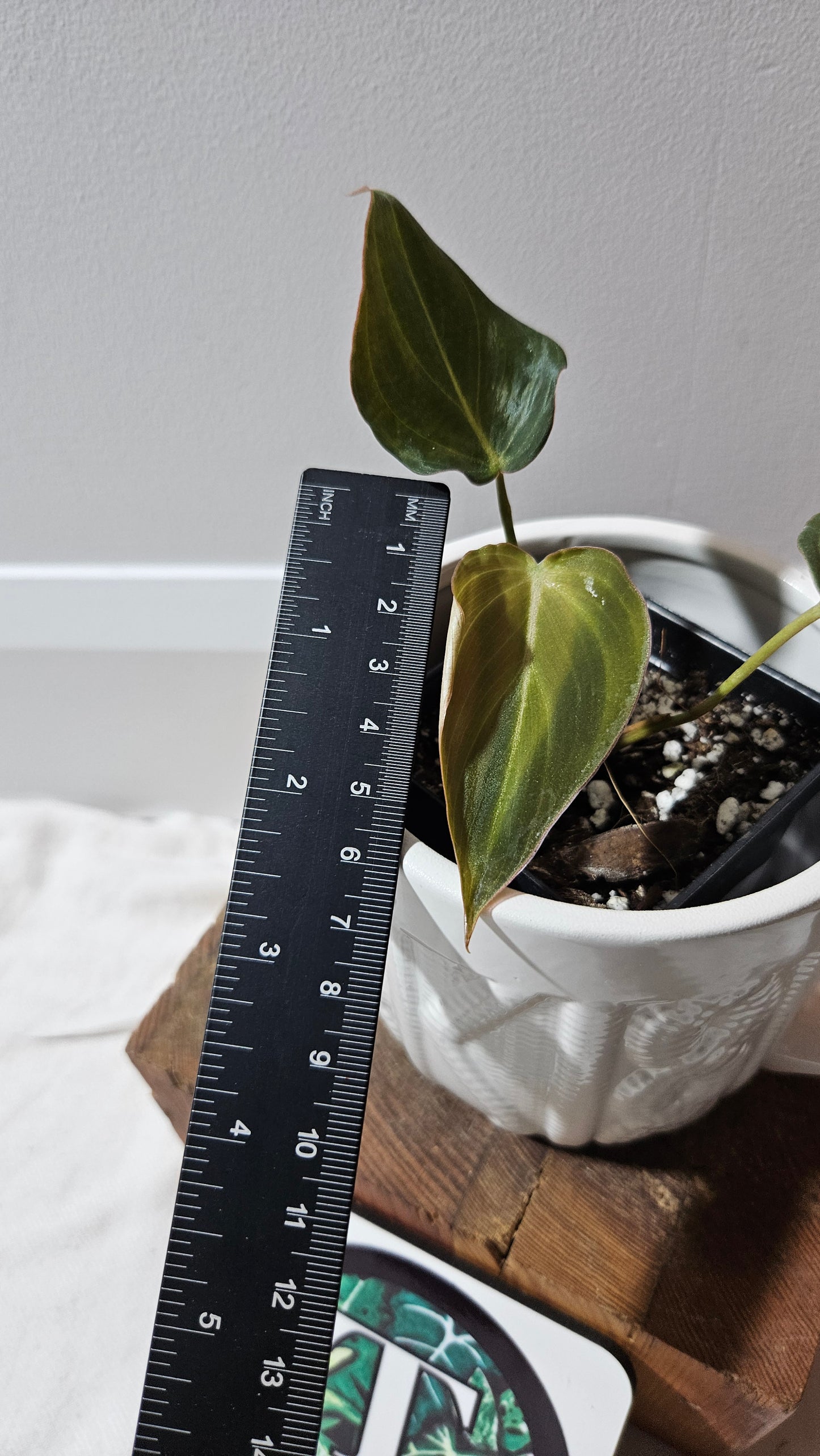 Philodendron Glorious (PHI-902)