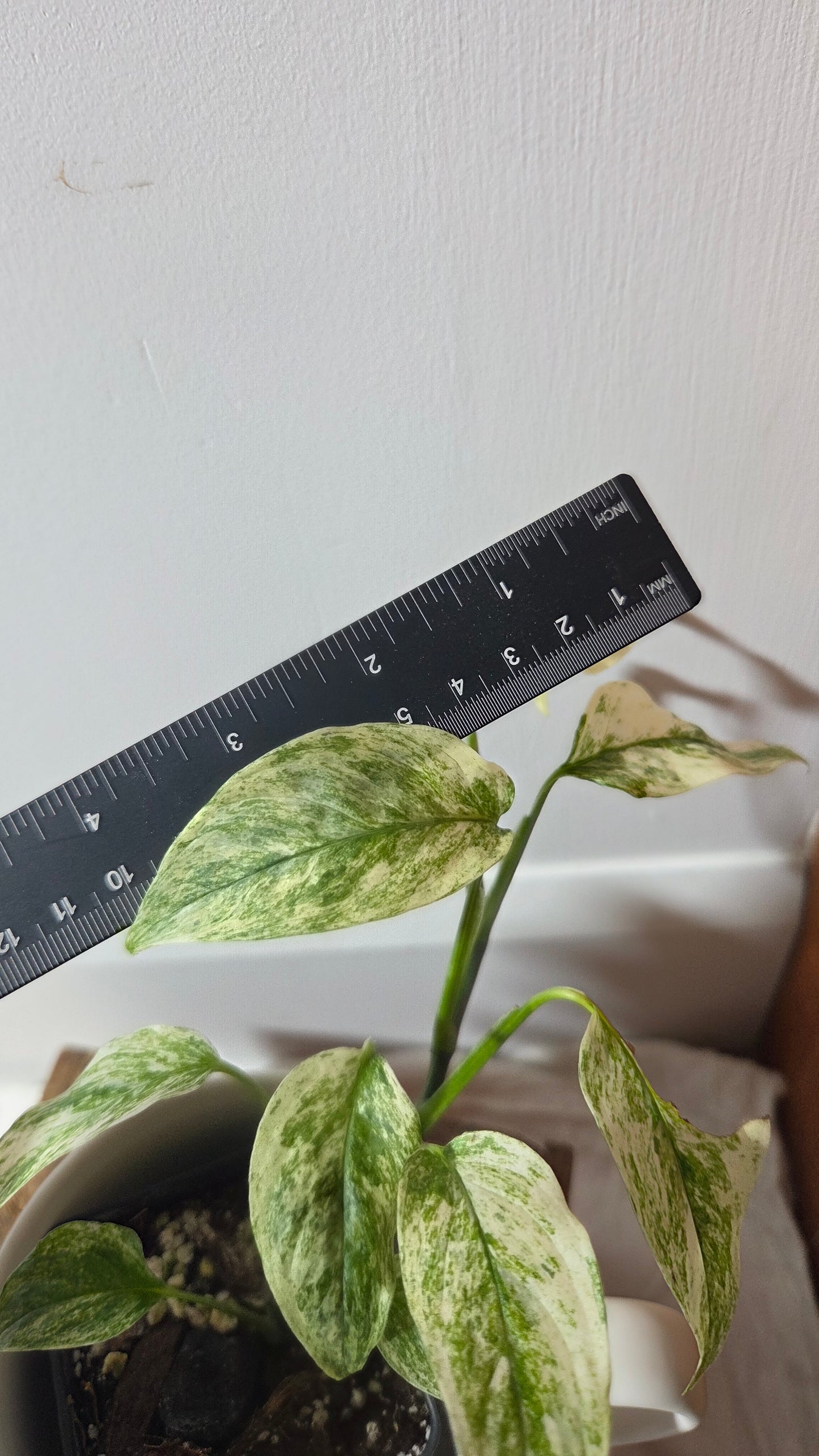 Monstera Laniata Mint (MON-391)