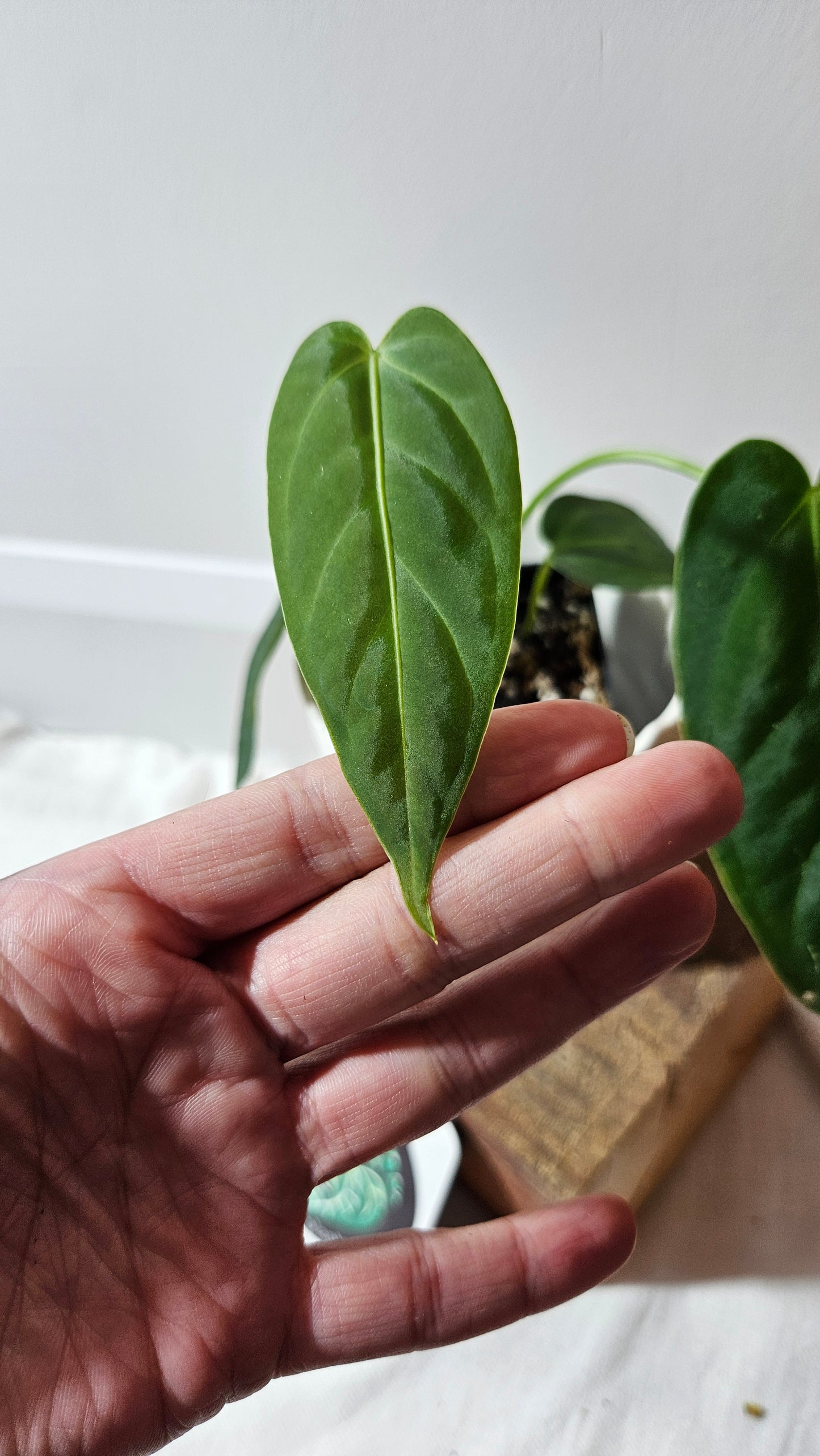 Anthurium Cirinoi X Forgetti "format PETIT" (ANT-435)