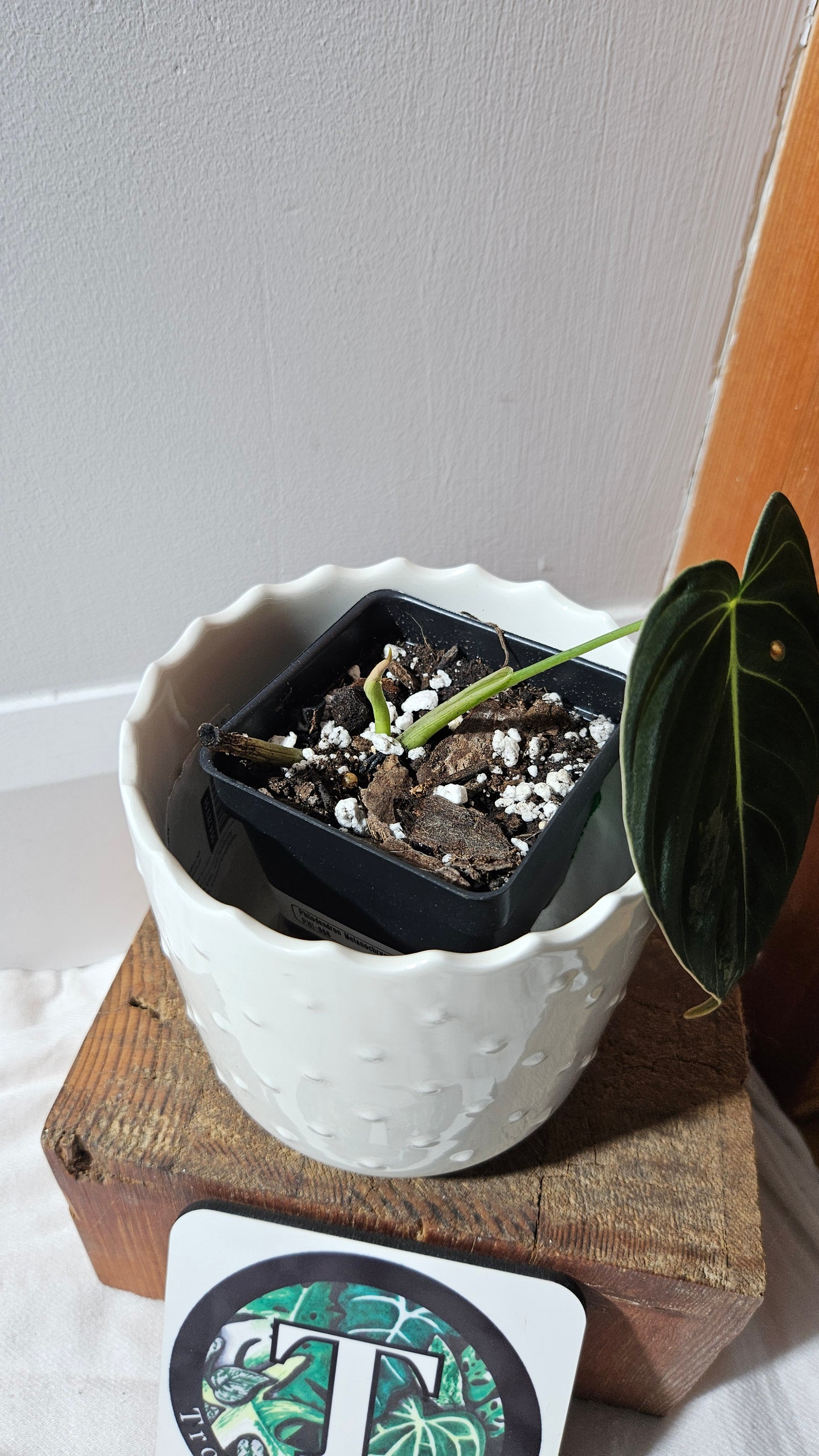 Philodendron Melanochrysum Variegata (PHI-868)