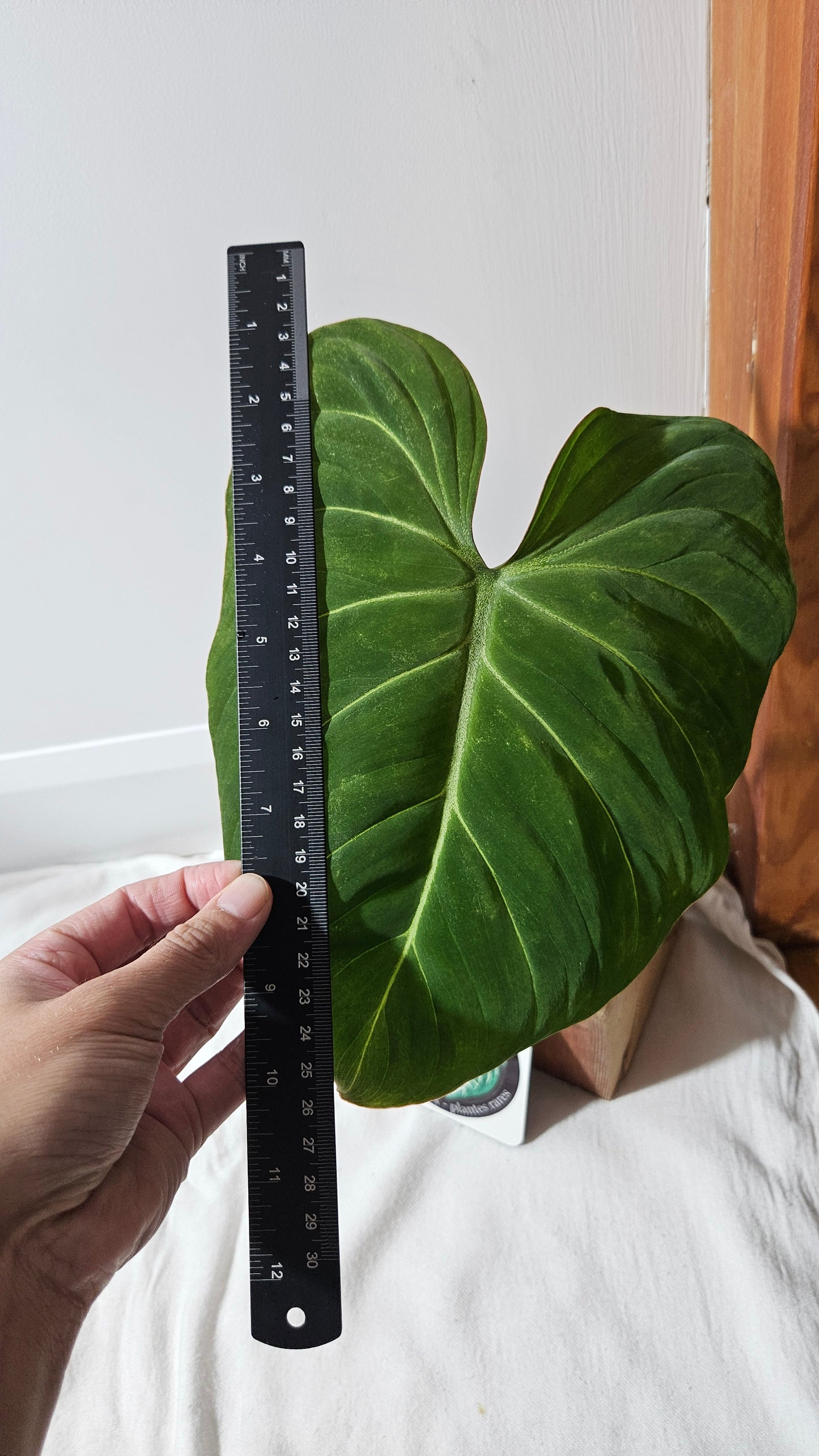 Philodendron Gloriosum (PHI-924)