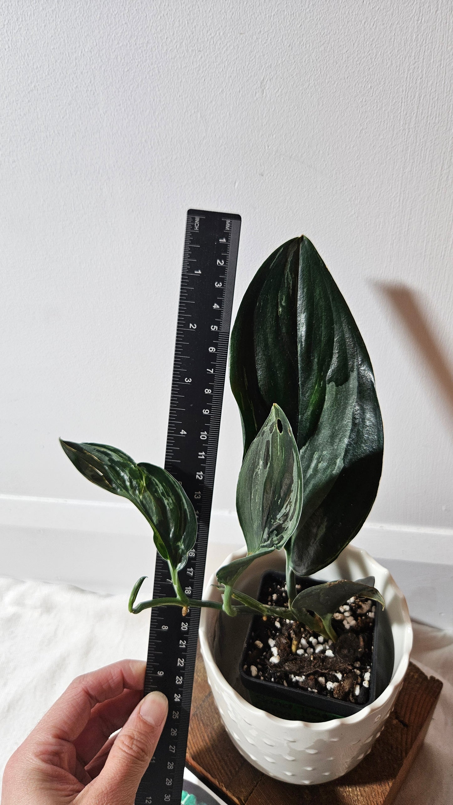Scindapsus Treubii Dark Form silver (SCI-1014)