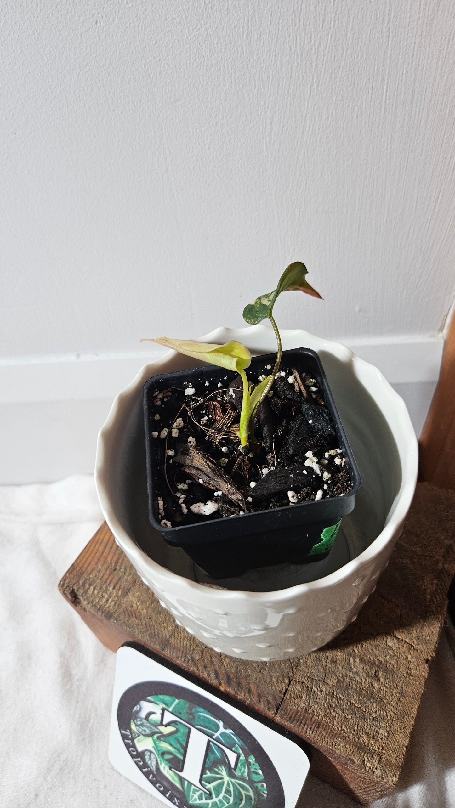 Philodendron Mican Variegata (PHI-789)