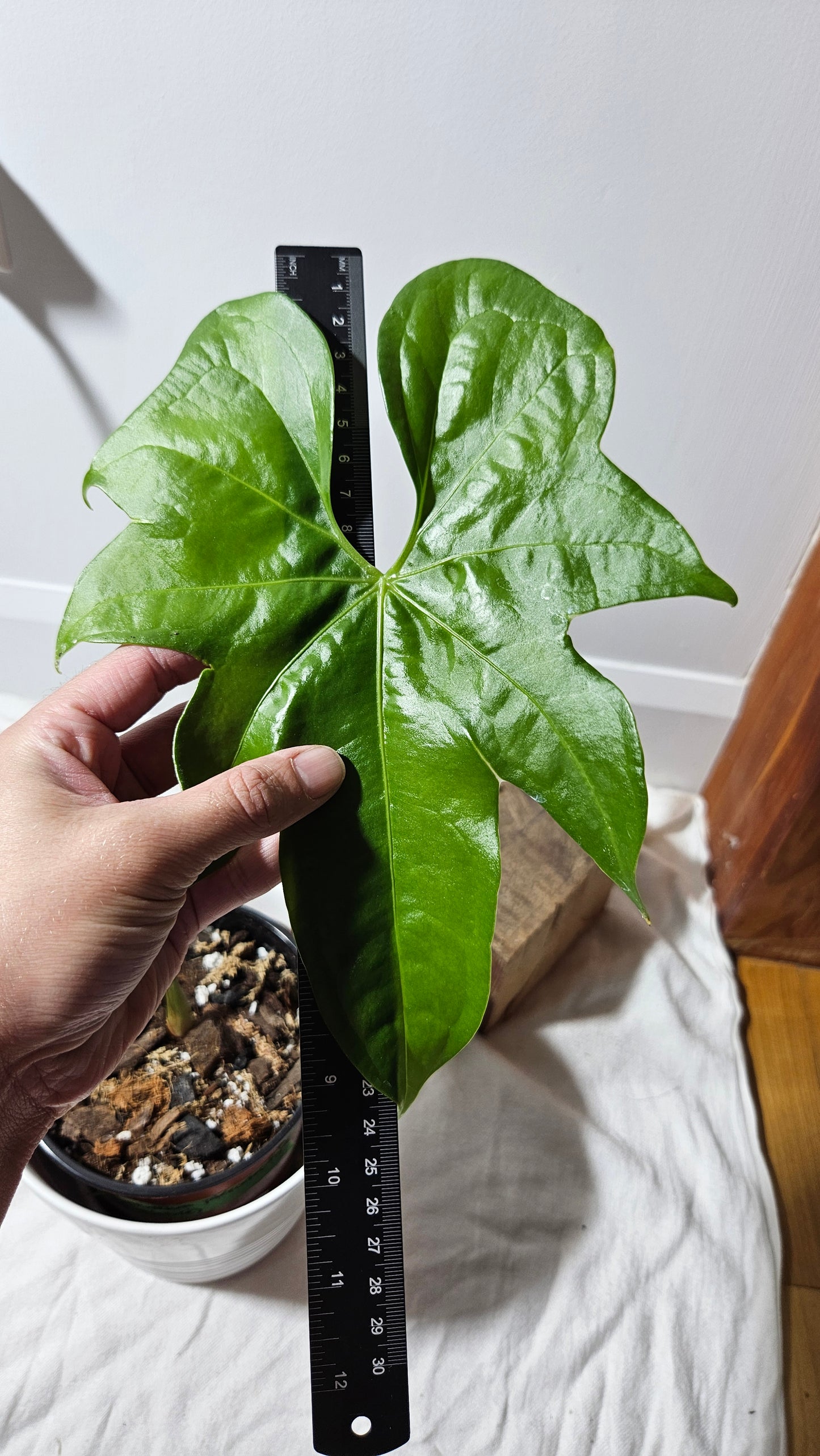 Anthurium Pterodactyl "LARGE format" (ANT-134)