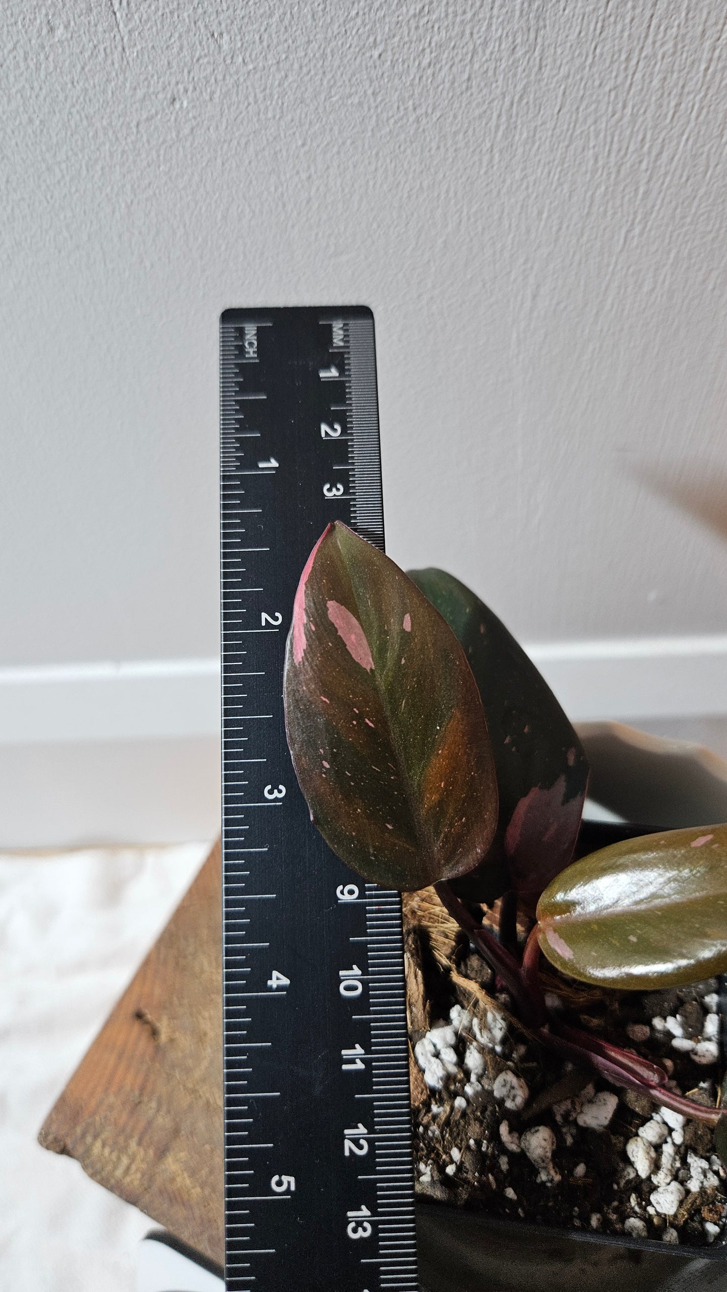 Philodendron Black Cherry (PHI-881)