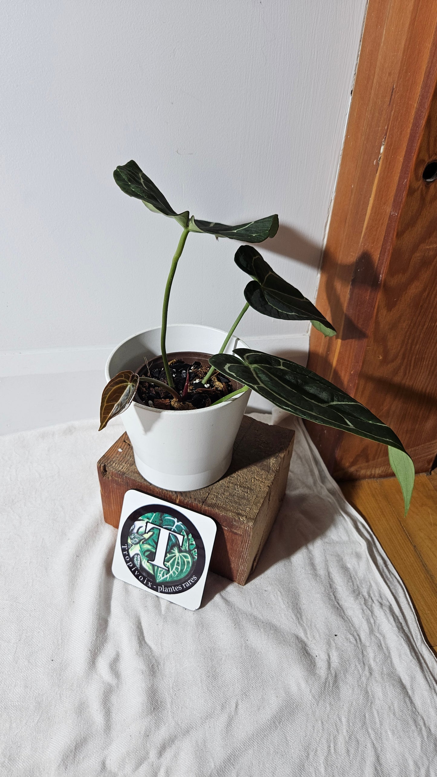 Anthurium Crystallinum Dark (ANT-415)