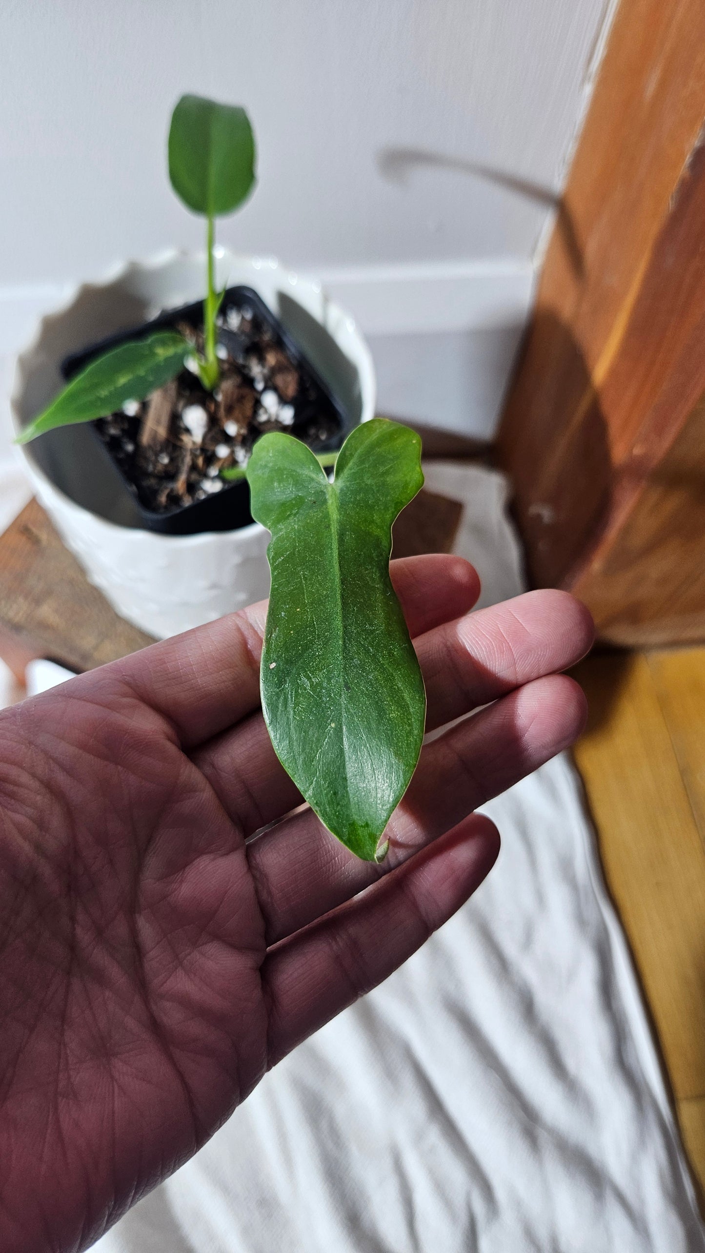 Philodendron Golden Dragon (PHI-766)