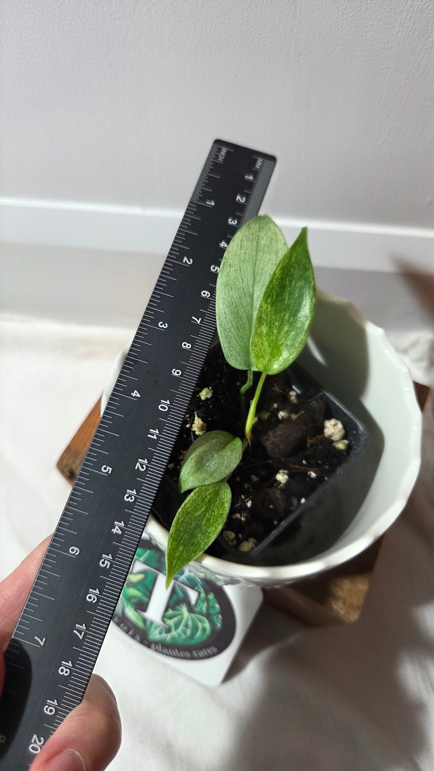 Philodendron Florida Ghost (PHI-622)