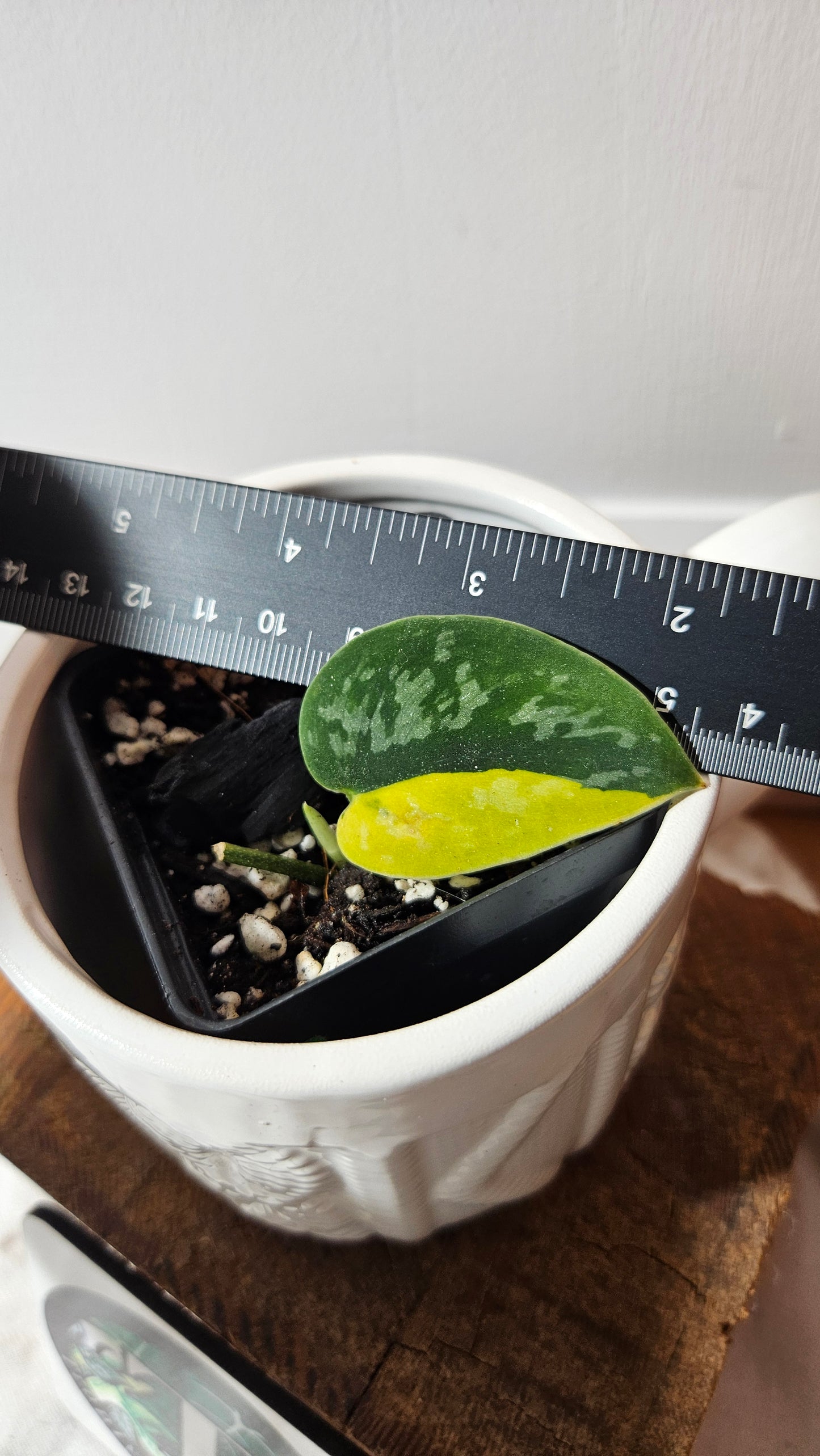 Scindapsus Green Diamond (SCI-1304)