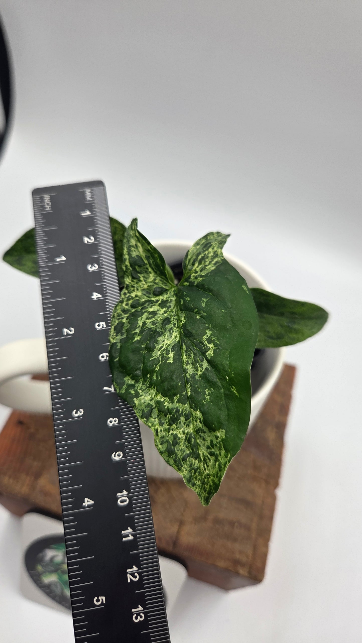 Syngonium Mojito (SYN-517)