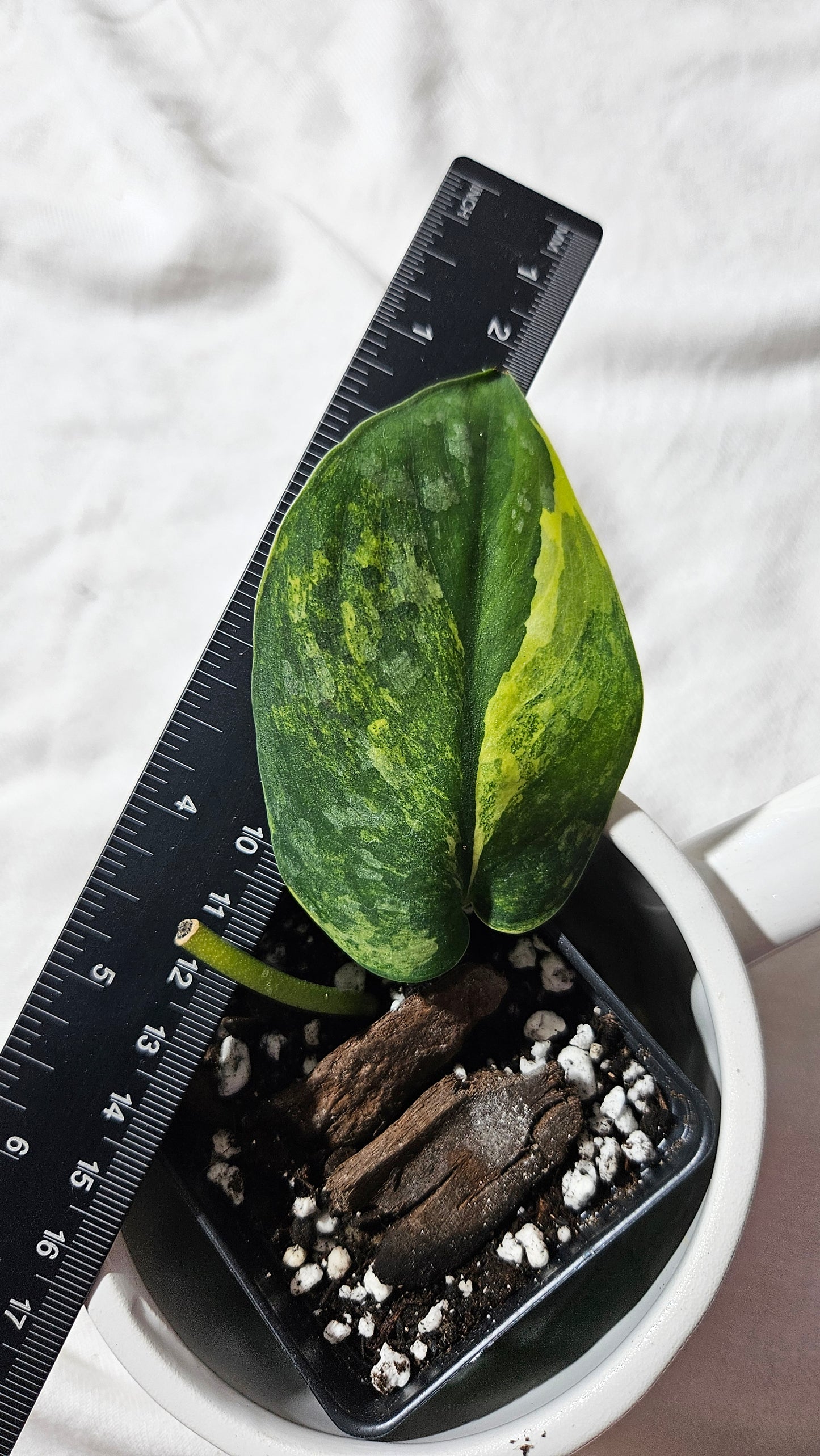 Scindapsus Swarnabhumi (SCI-1081)