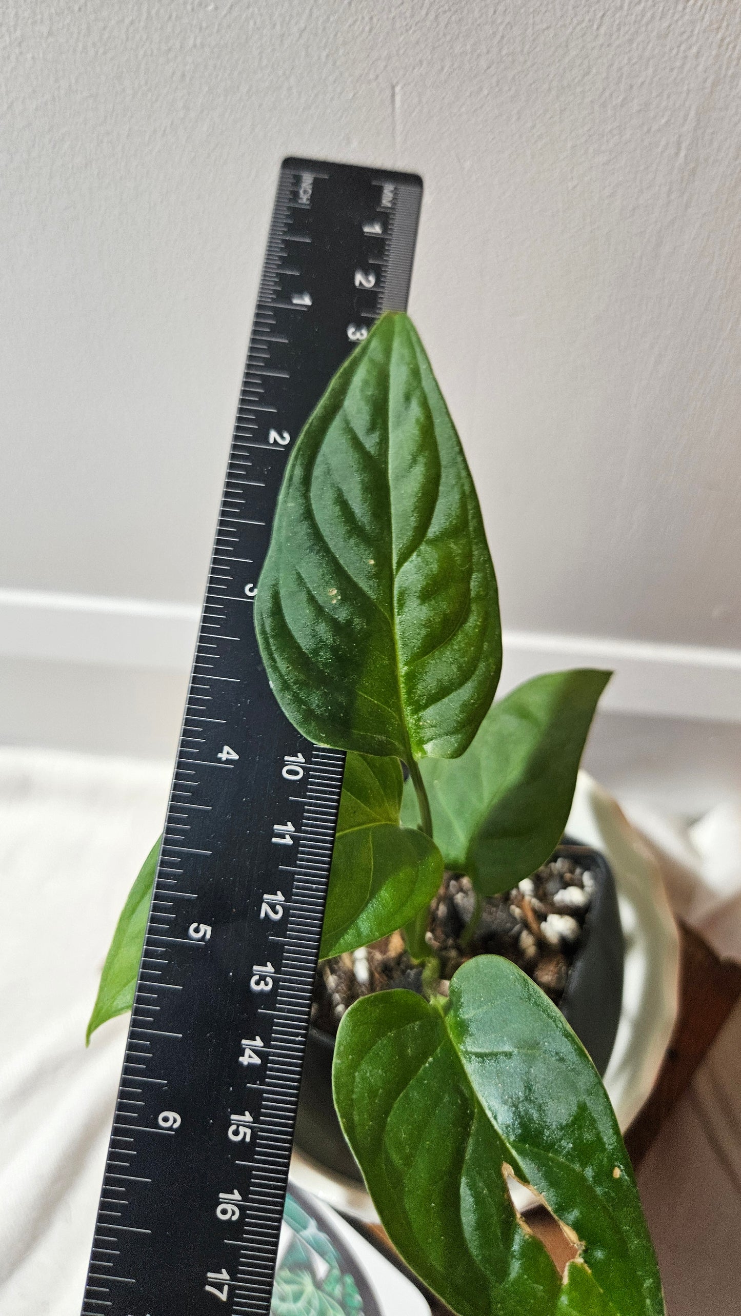 Monstera Obliqua Aff Esmeraldense Golden (MON-440)