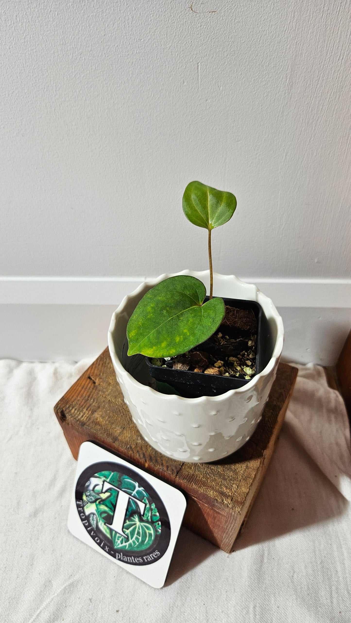 Anthurium Dark Phoenix X Panama "format PETIT" (ANT-491)