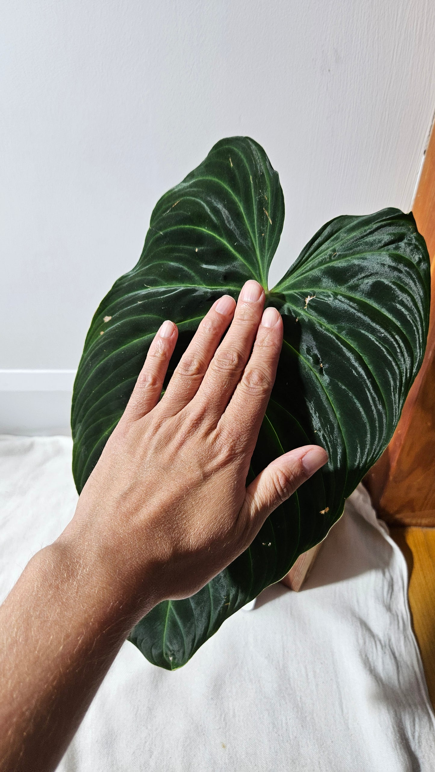 Philodendron Splendide "format XLARGE" (PHI-922)