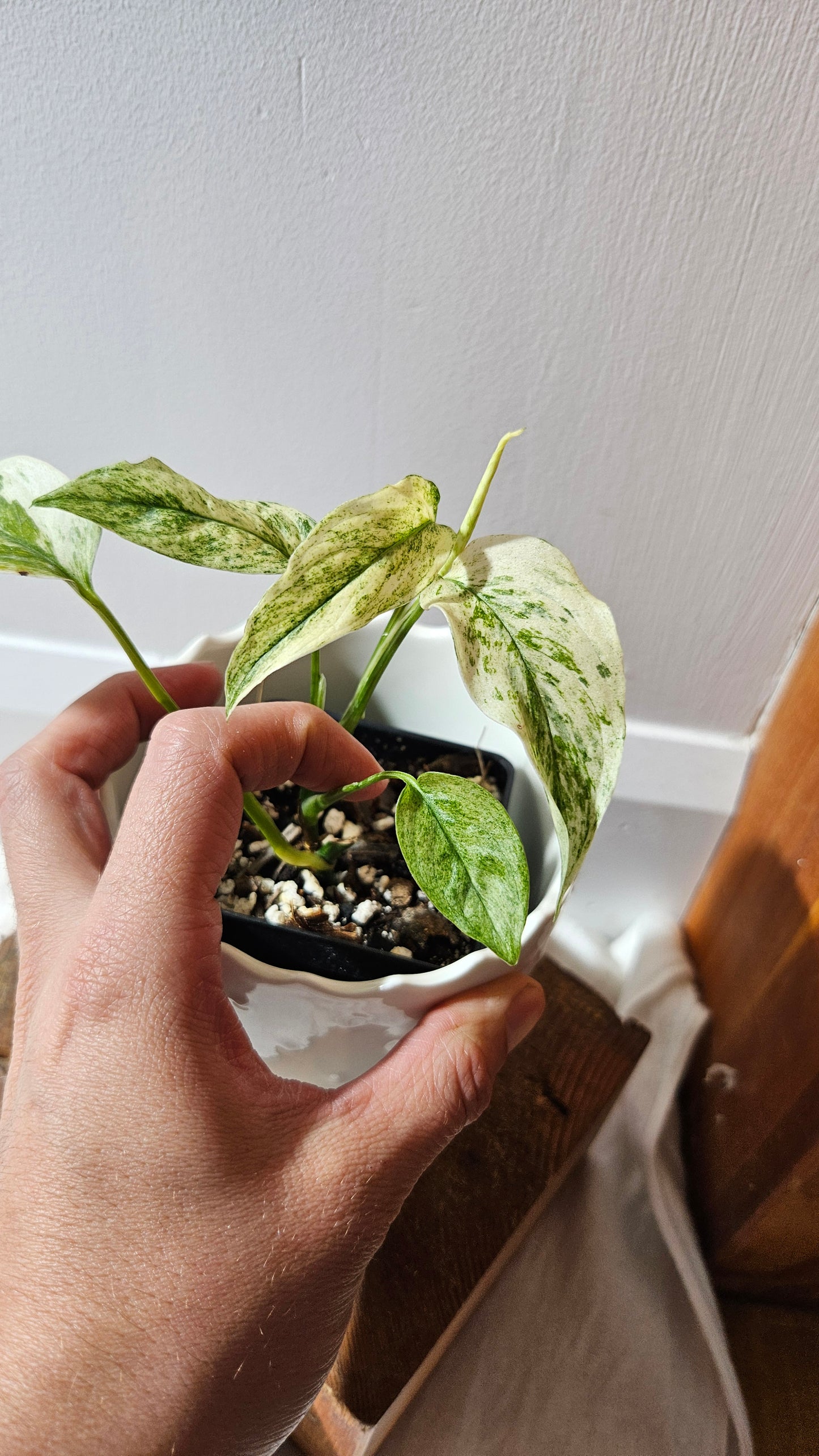 Monstera Laniata Mint (MON-341)