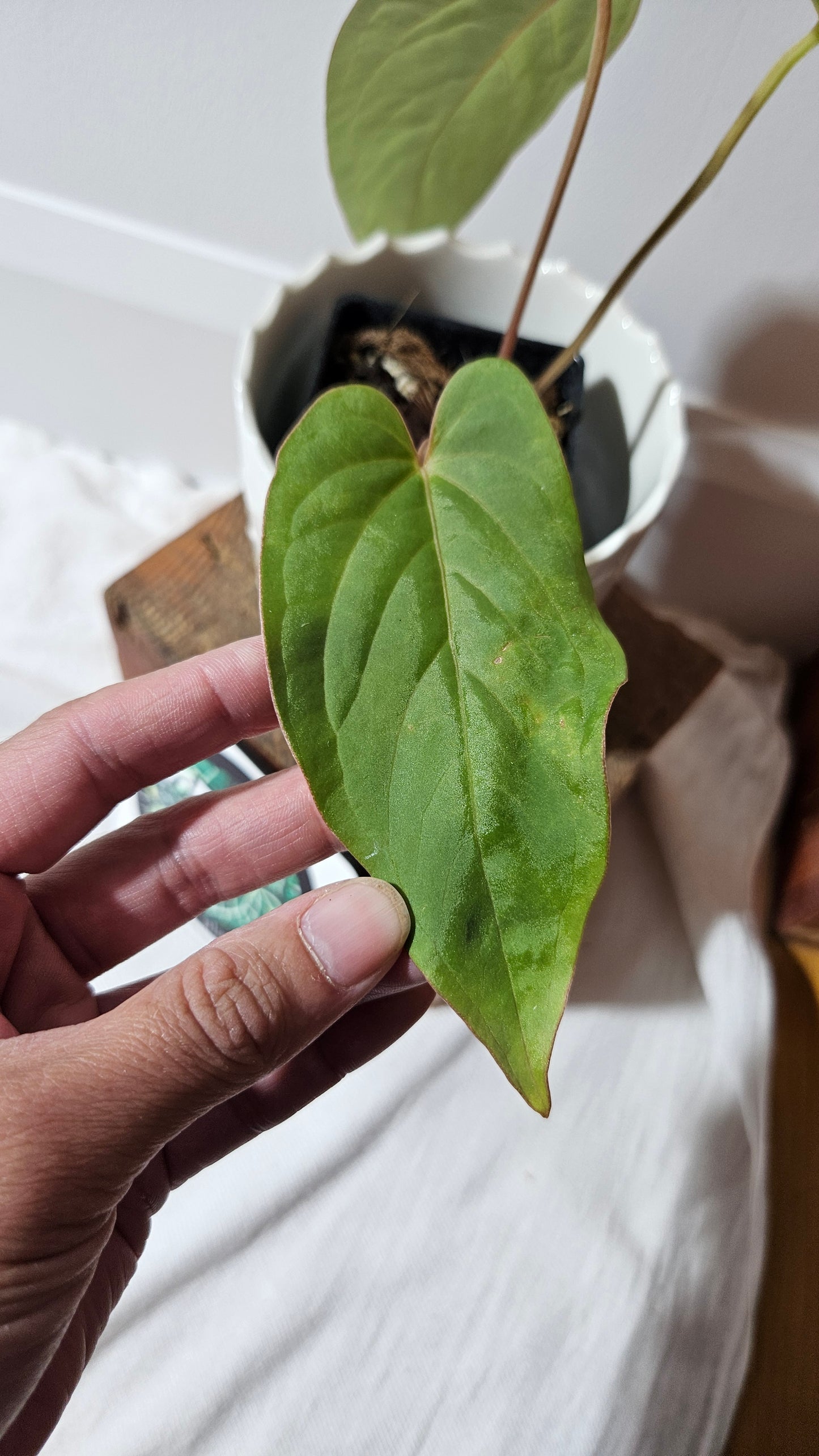 Anthurium Kunayalense Narrow "format MOYEN" (ANT-456)