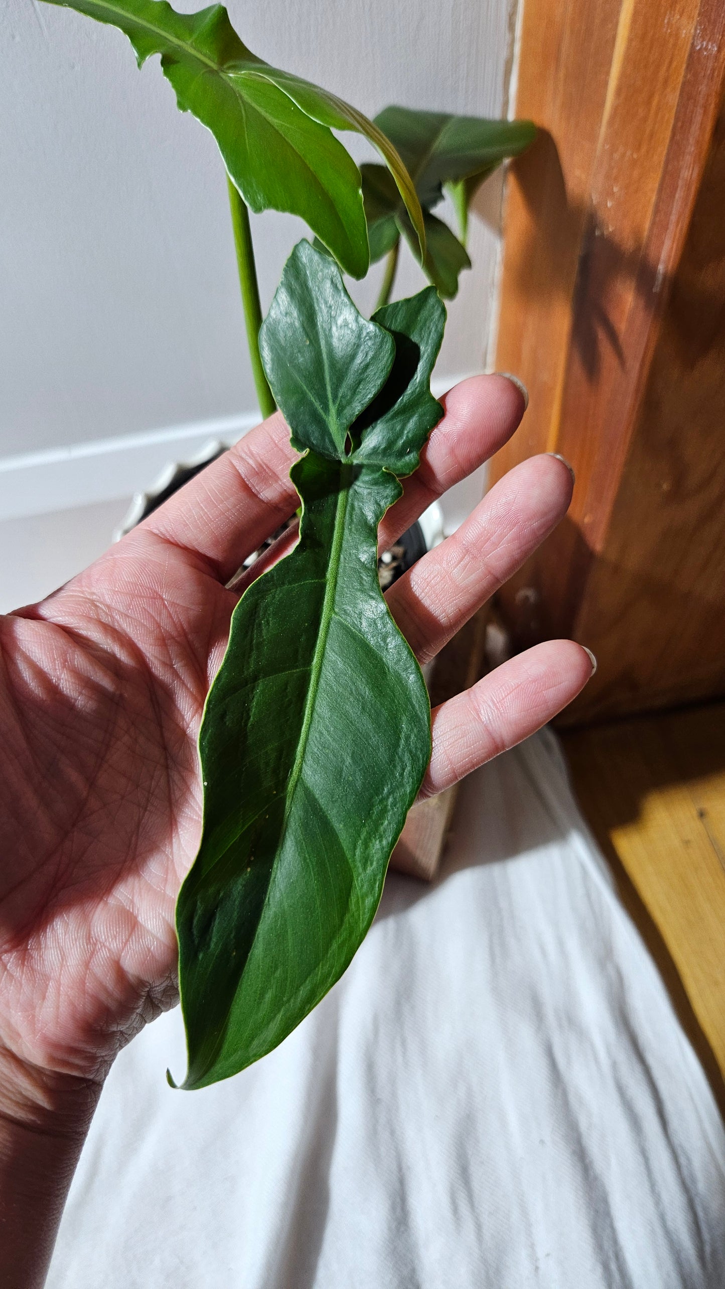 Philodendron Florida Beauty X Bob Cee REVERT(PHI-892)