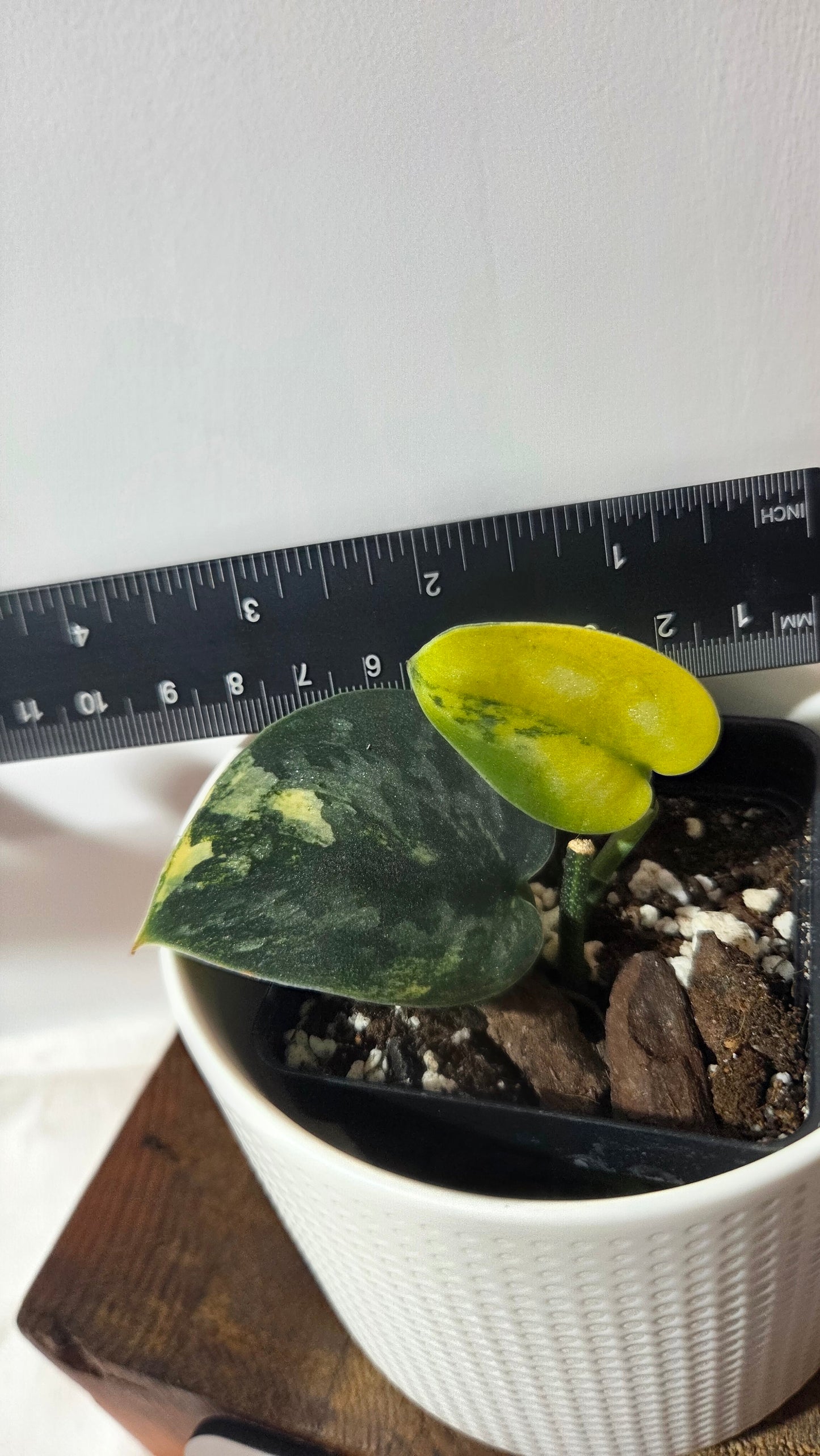 Scindapsus Green Diamond (SCI-1261)