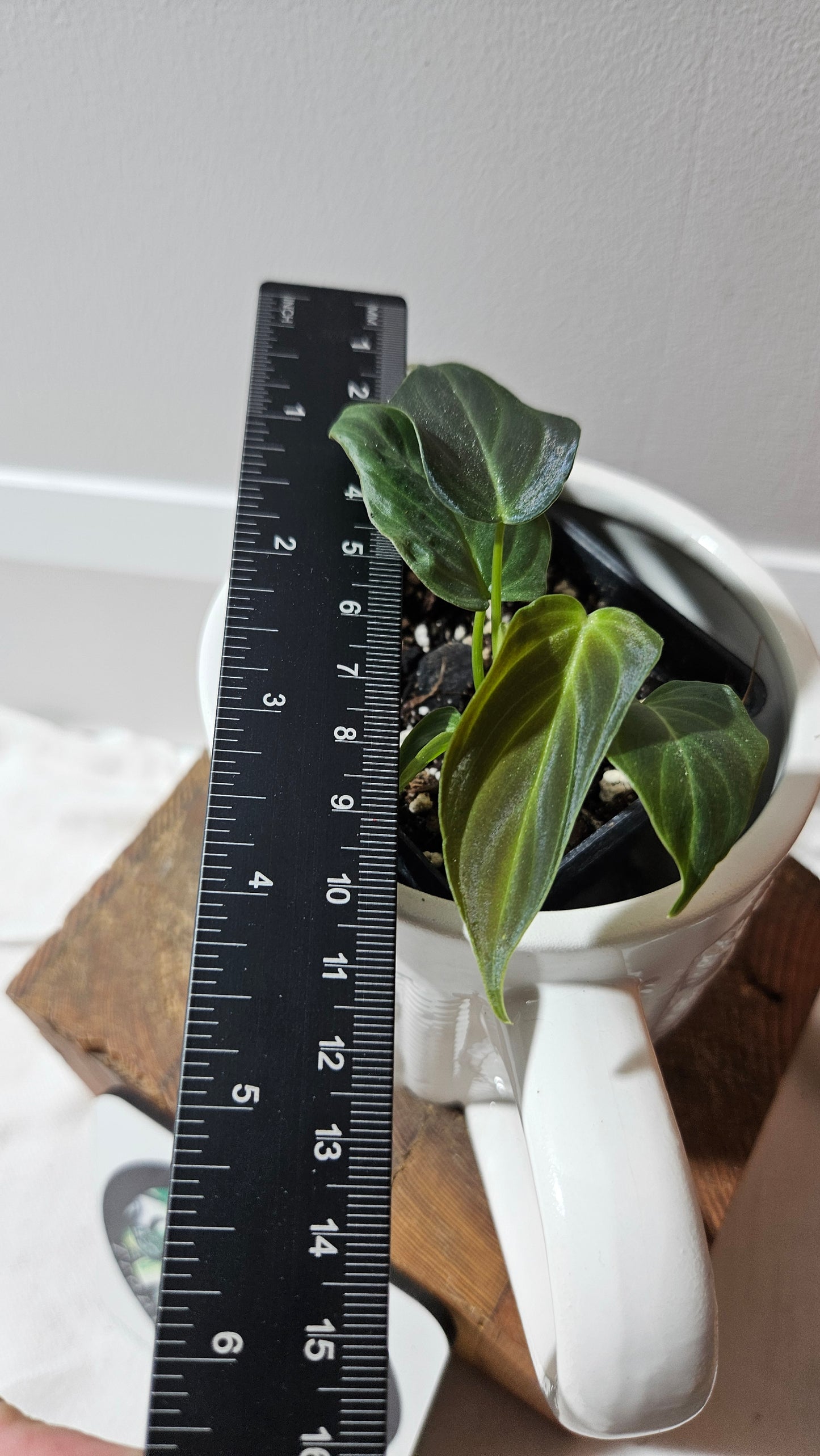 Philodendron Splendide (PHI-905)