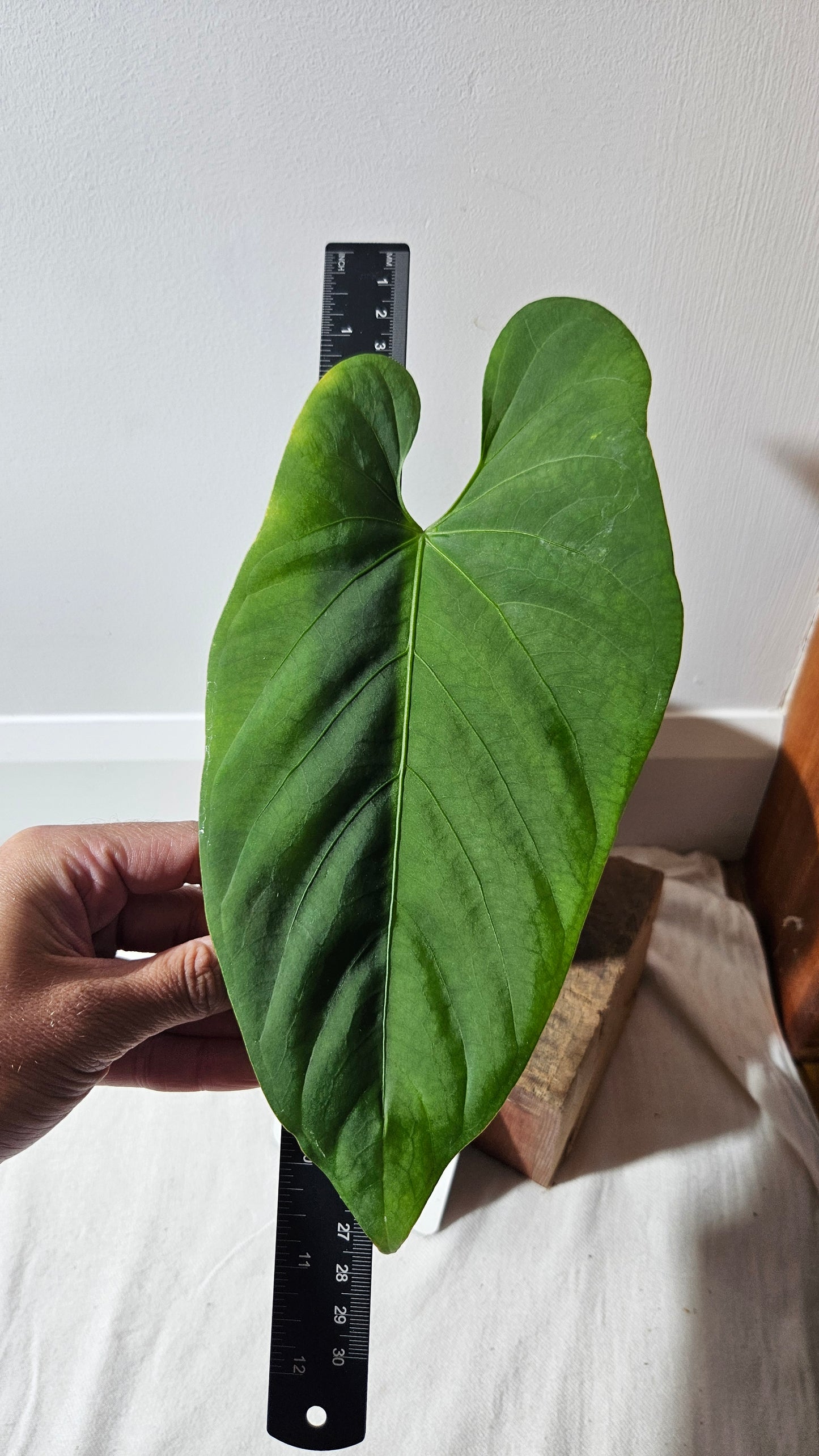 Anthurium Waterburyanum Aff El Salado "format LARGE" (ANT-478)