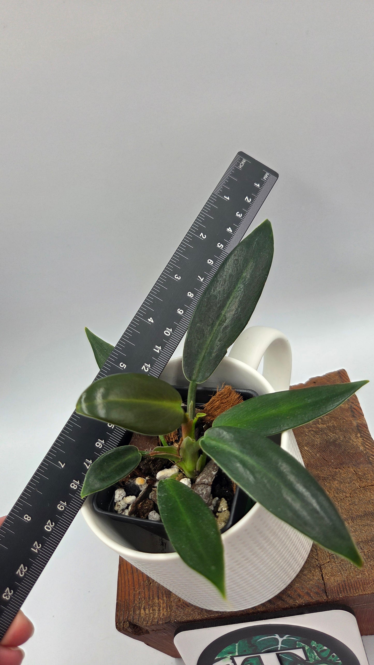 Philodendron Ruizii (PHI-1074)