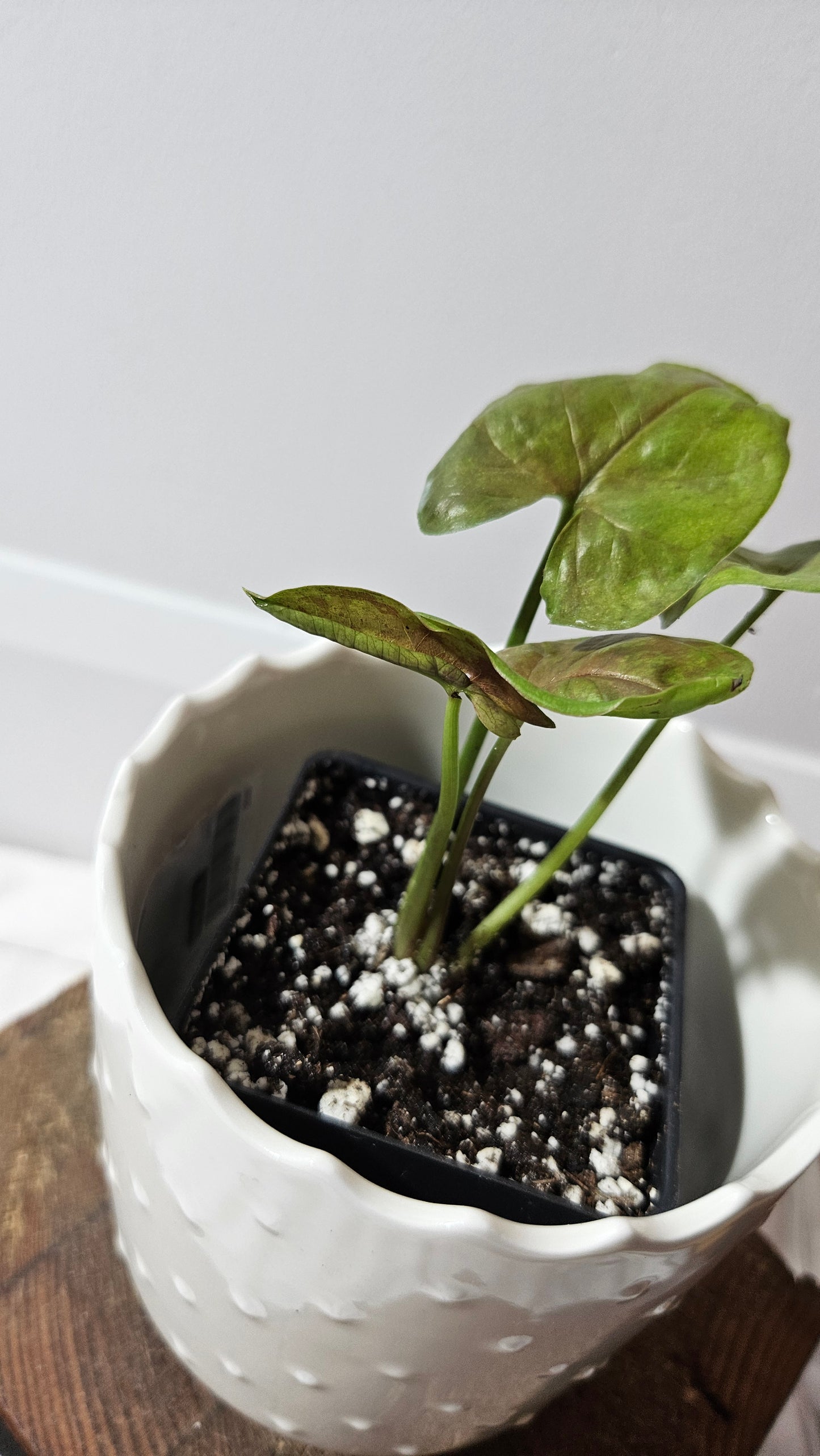 Syngonium Matcha Sprinkle (SYN-433)