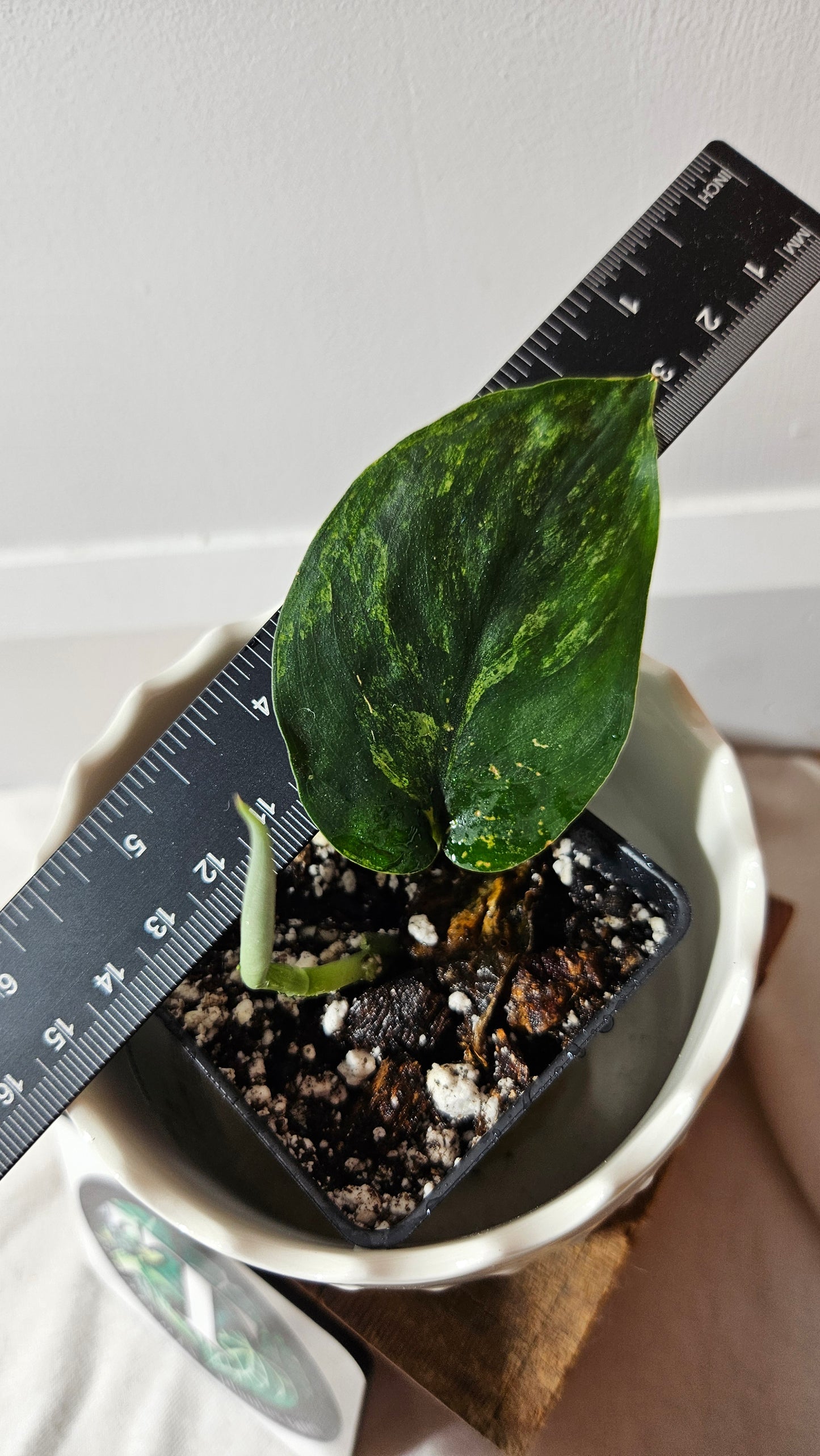 Scindapsus Jade Satin Albo (SCI-715)