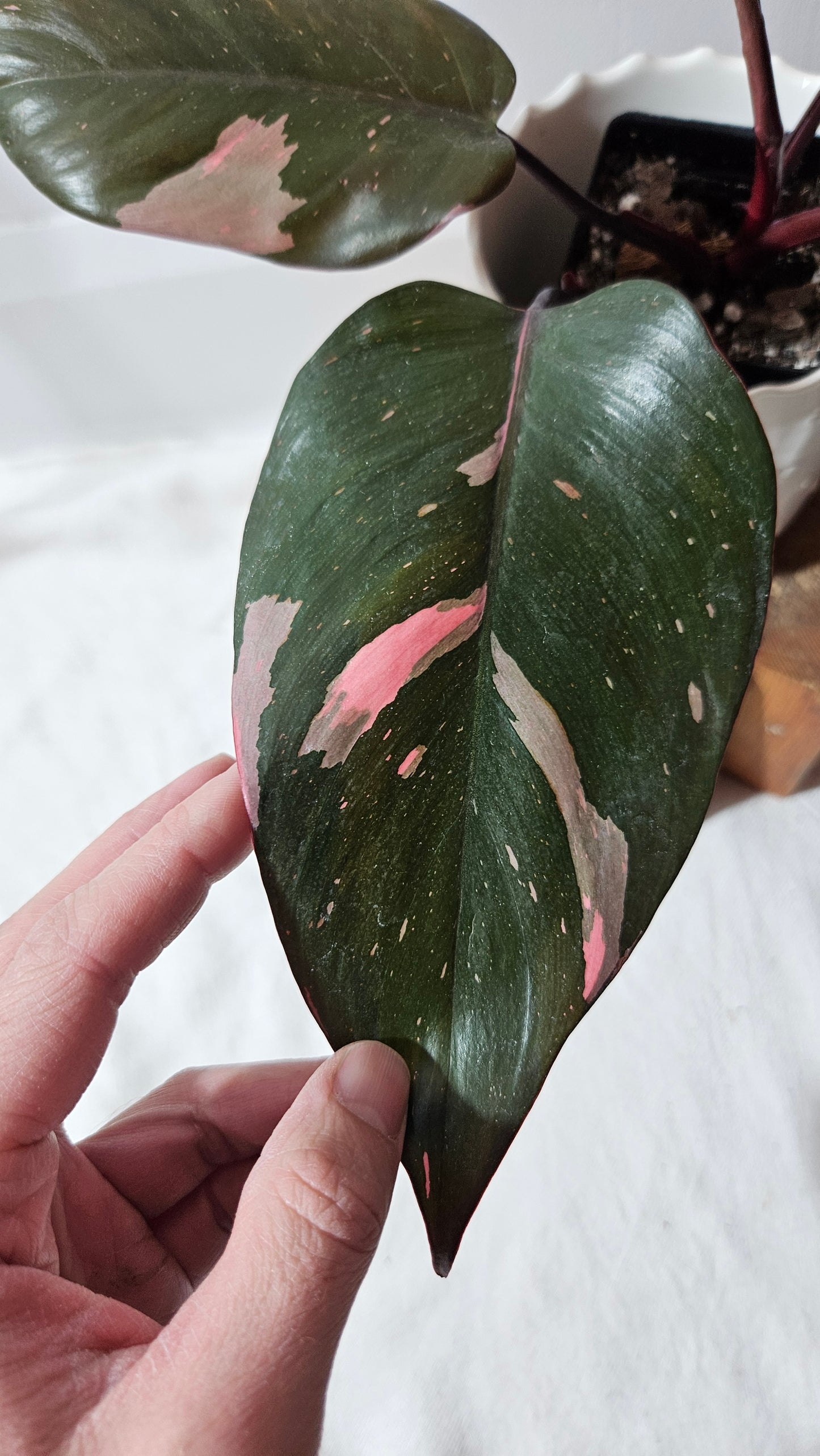 Philodendron Black Cherry (PHI-711)
