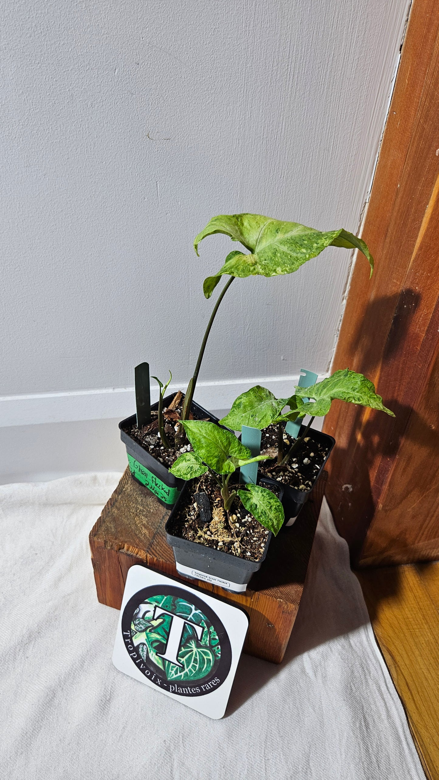 "FREEBIE" Syngonium Green Fecked 1 FREEBIE/PERSONNE (avec achat minimum de 60$ avant taxes).