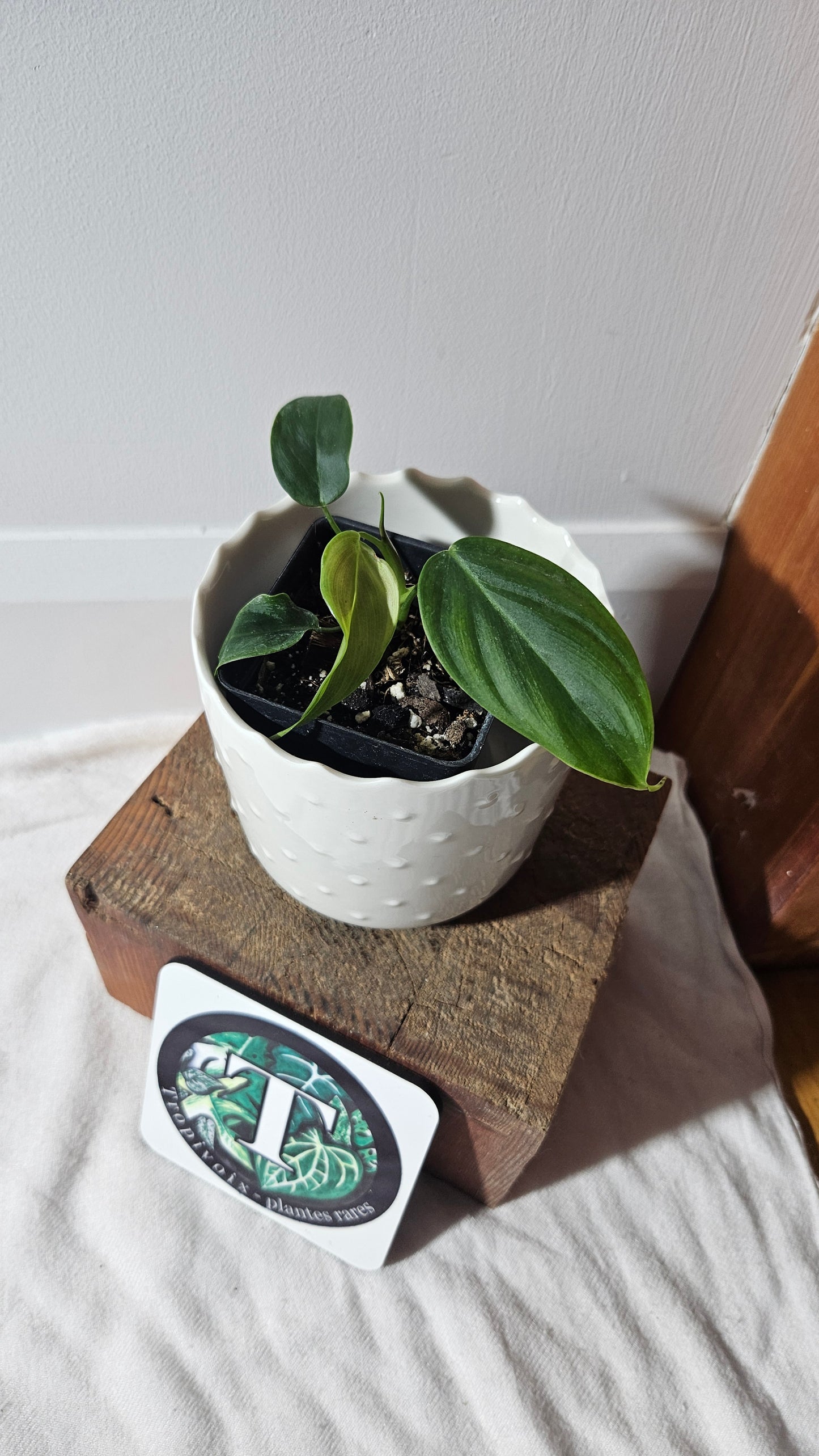 Philodendron Tenue (PHI-769)
