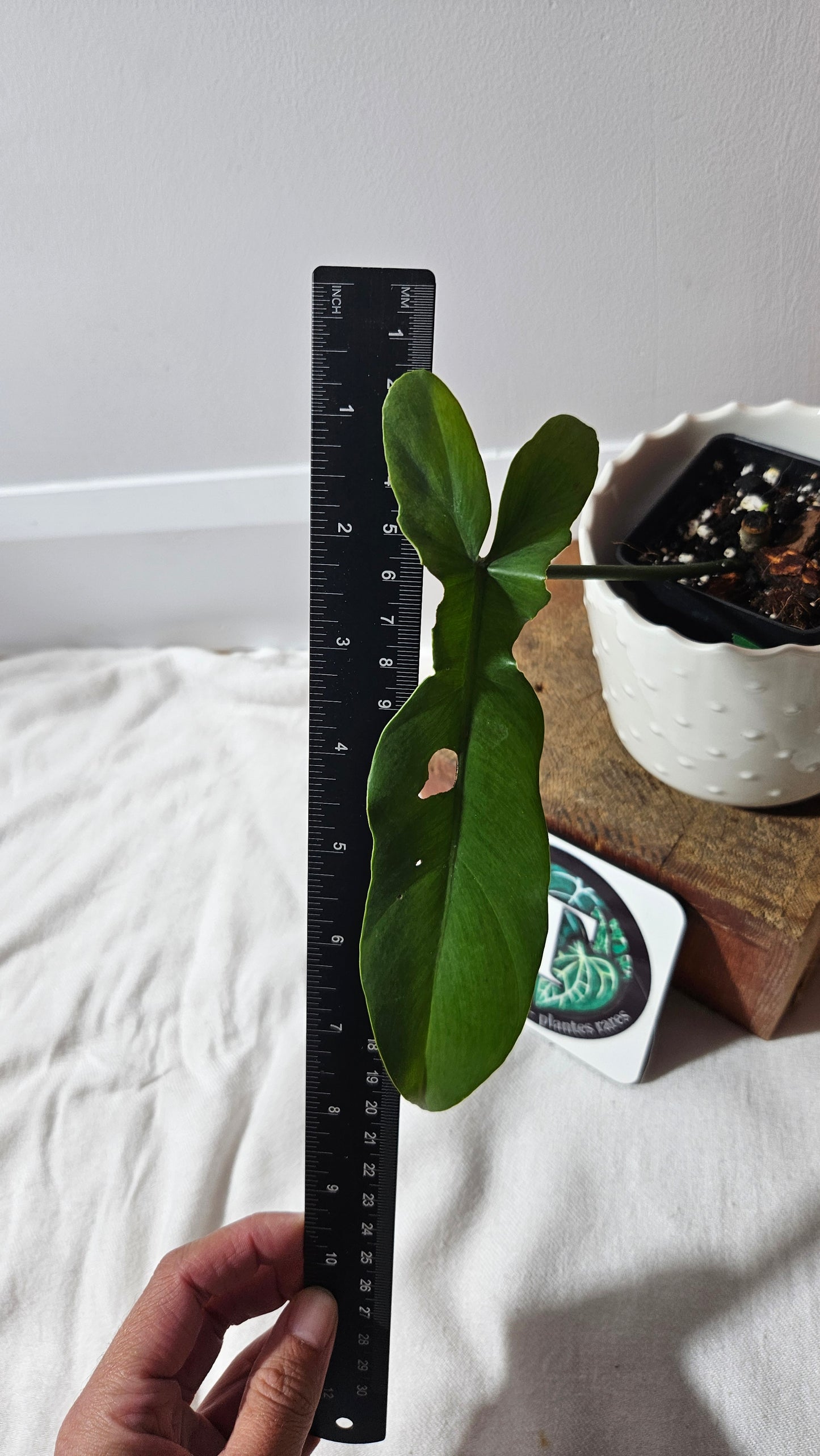 Philodendron Florida Beauty X Bob Cee REVERT(PHI-928)