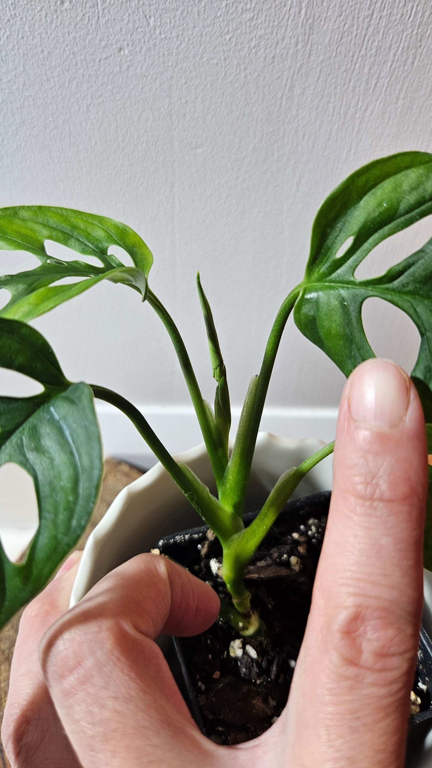 Monstera Obliqua Aff Cenepa (MON-429)