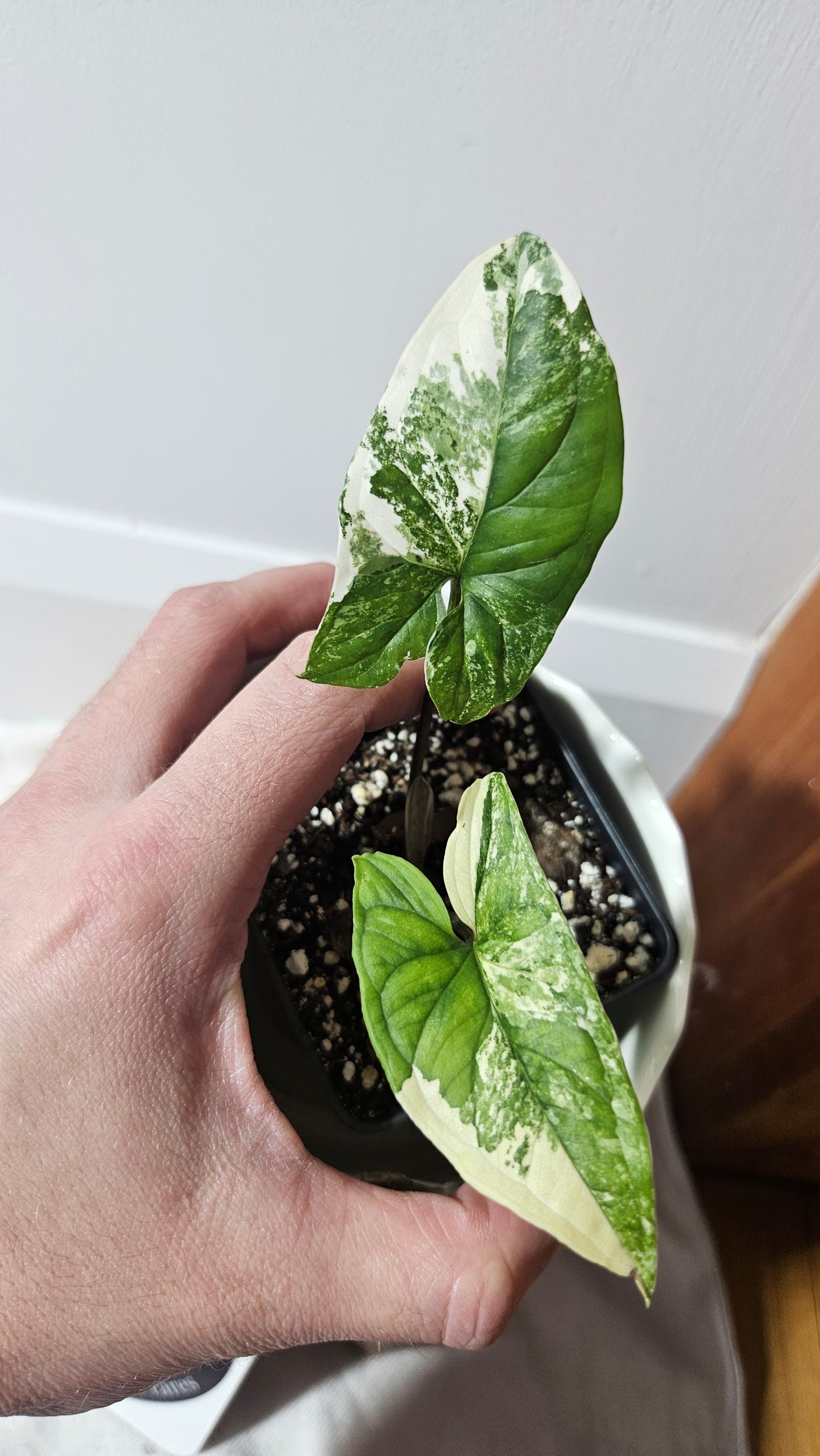 Syngonium Albo (SYN-402)