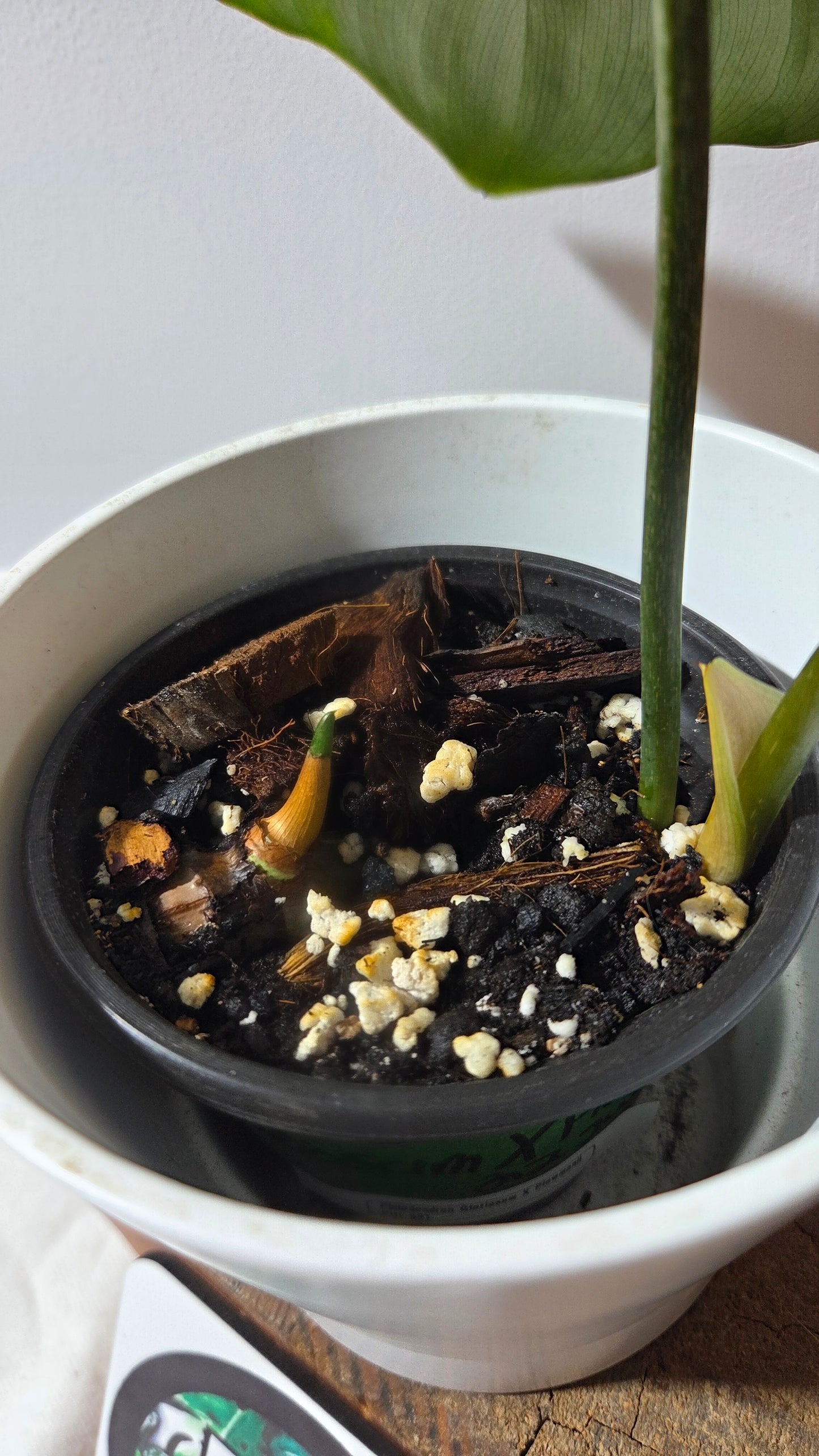 Philodendron Gloriosum x Plowmanii (PHI-991)