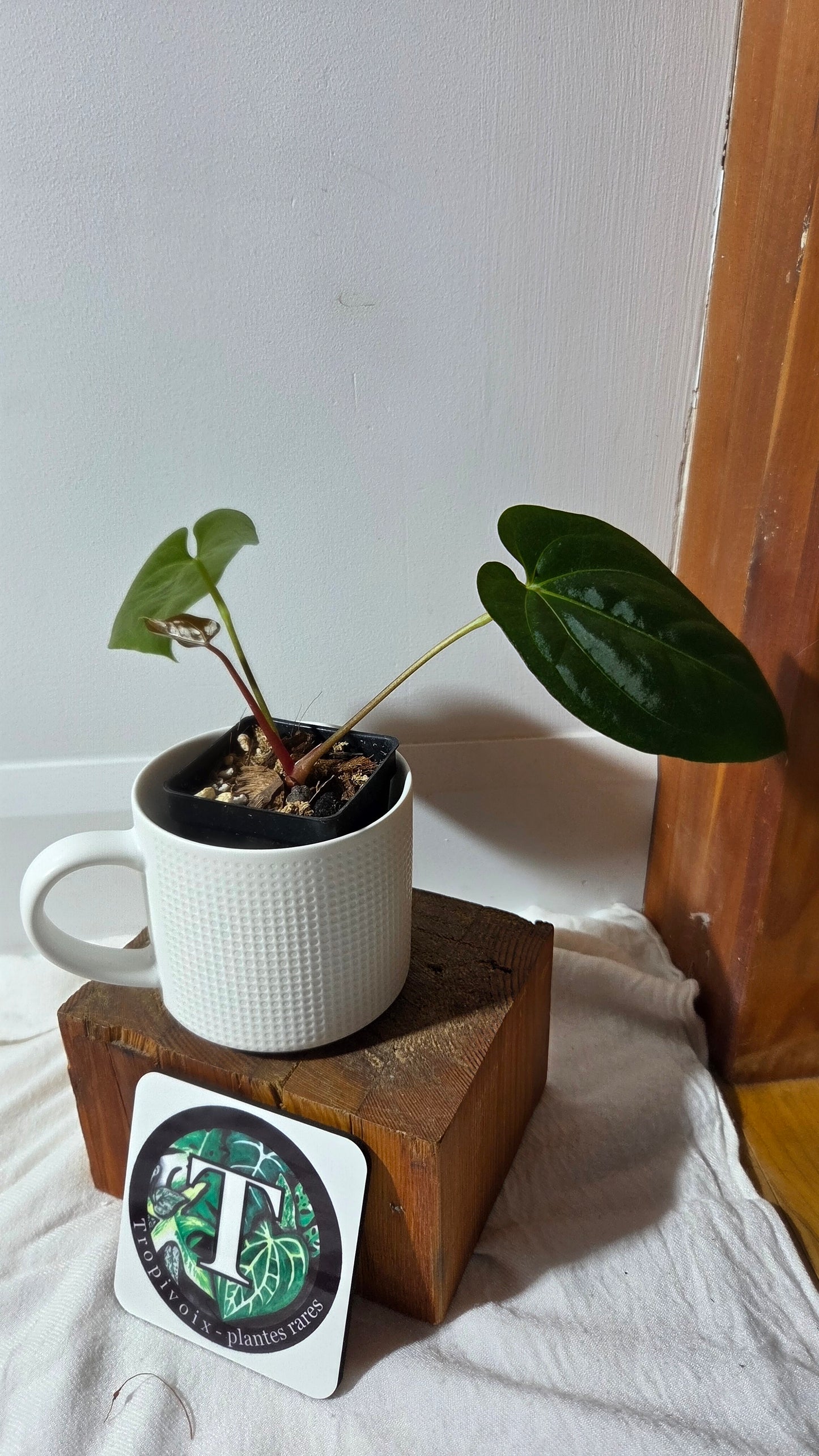 Anthurium Goliath X Papillilaminum "format MOYEN" (ANT-659)