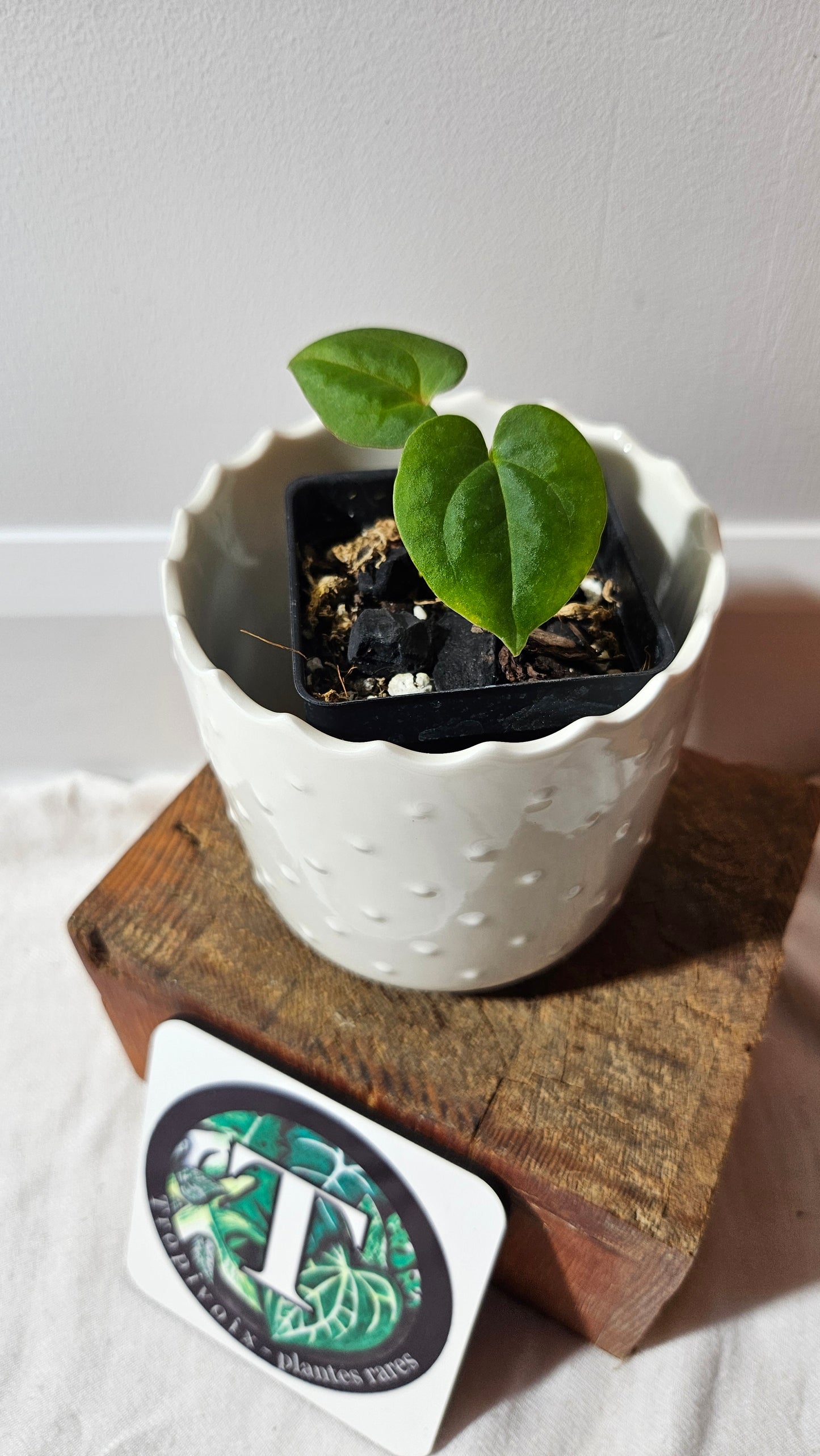 Anthurium Goliath "format SEEDLING" (ANT-467)