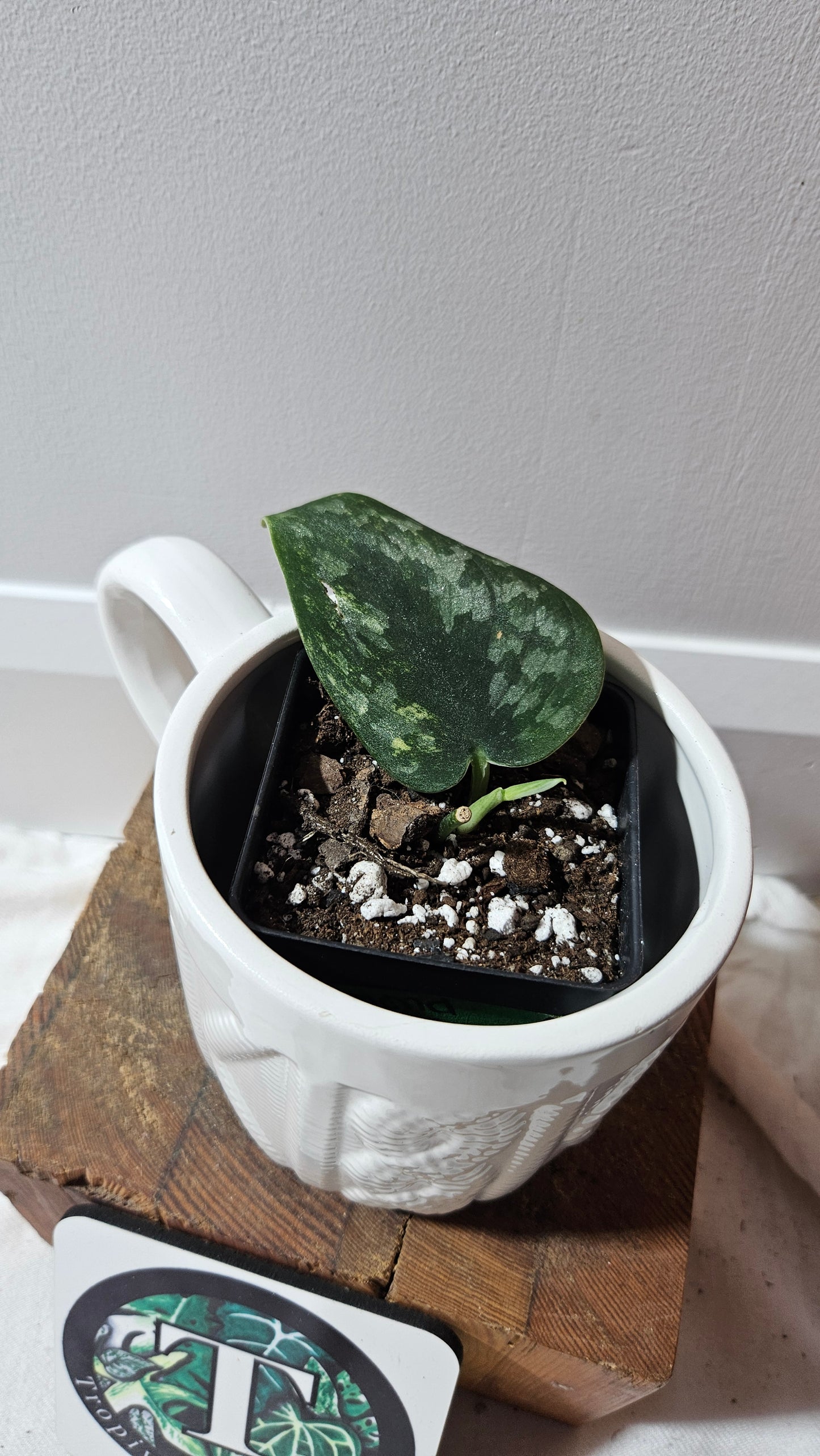 Scindapsus Green Diamond (SCI-1263)