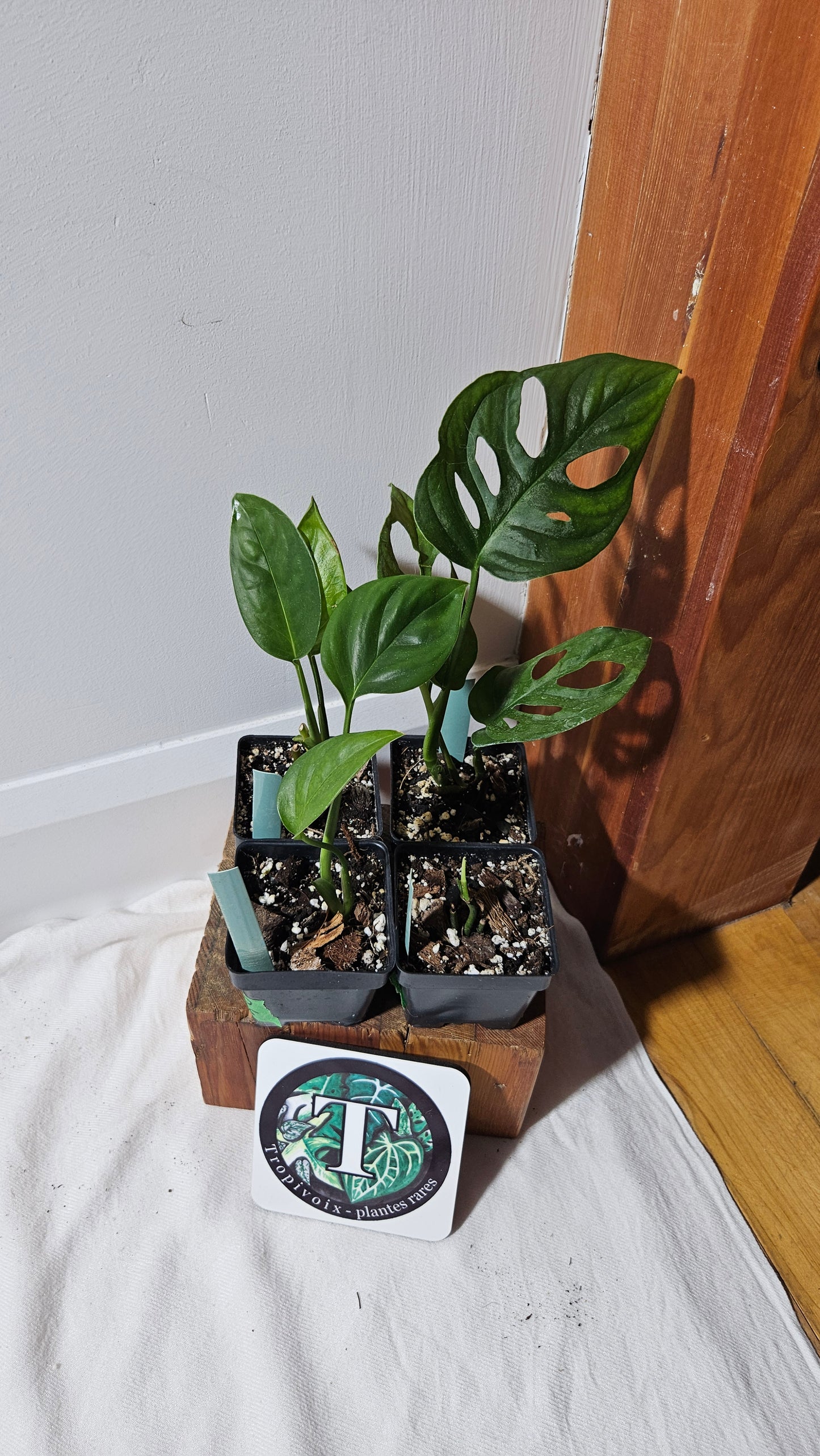 "FREEBIE " Monstera NOID 1FREEBIE/PERSONNE (avec achat minimal de 60$ avant taxes)