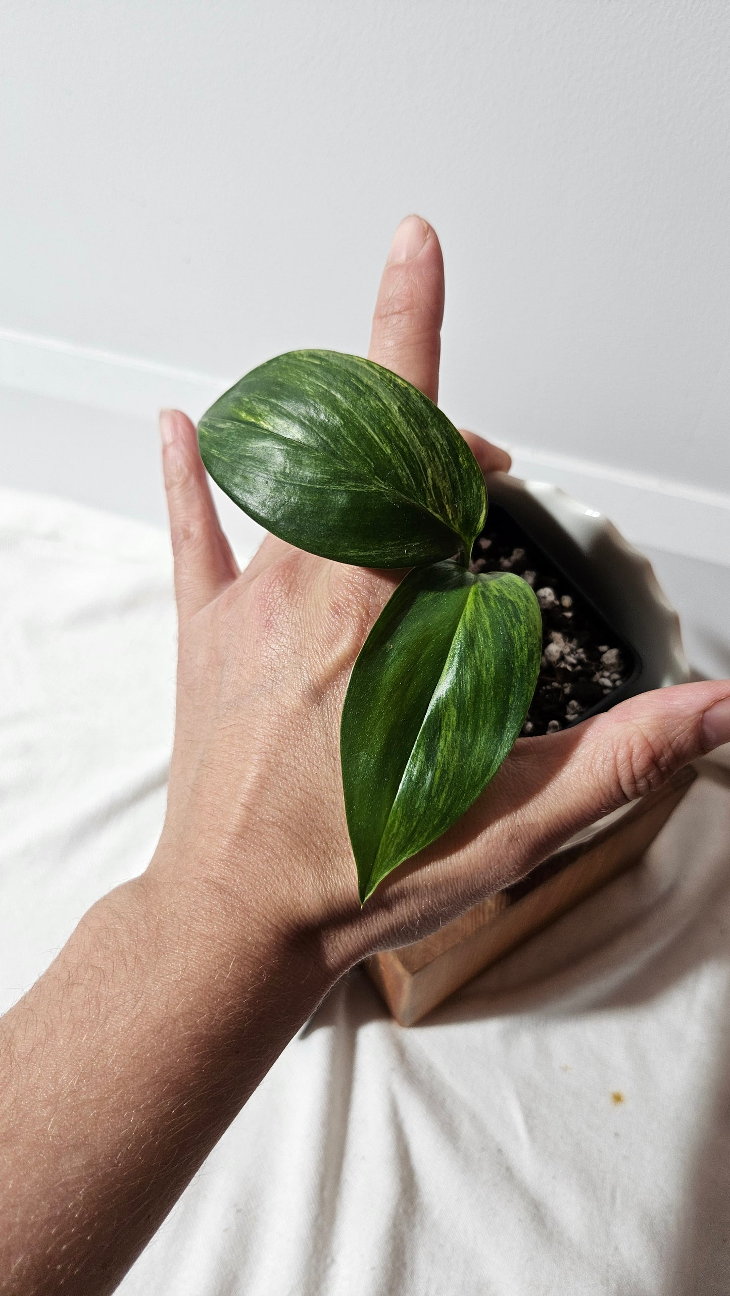 Epipremnum Amplissinum Variegata (EPI-219)