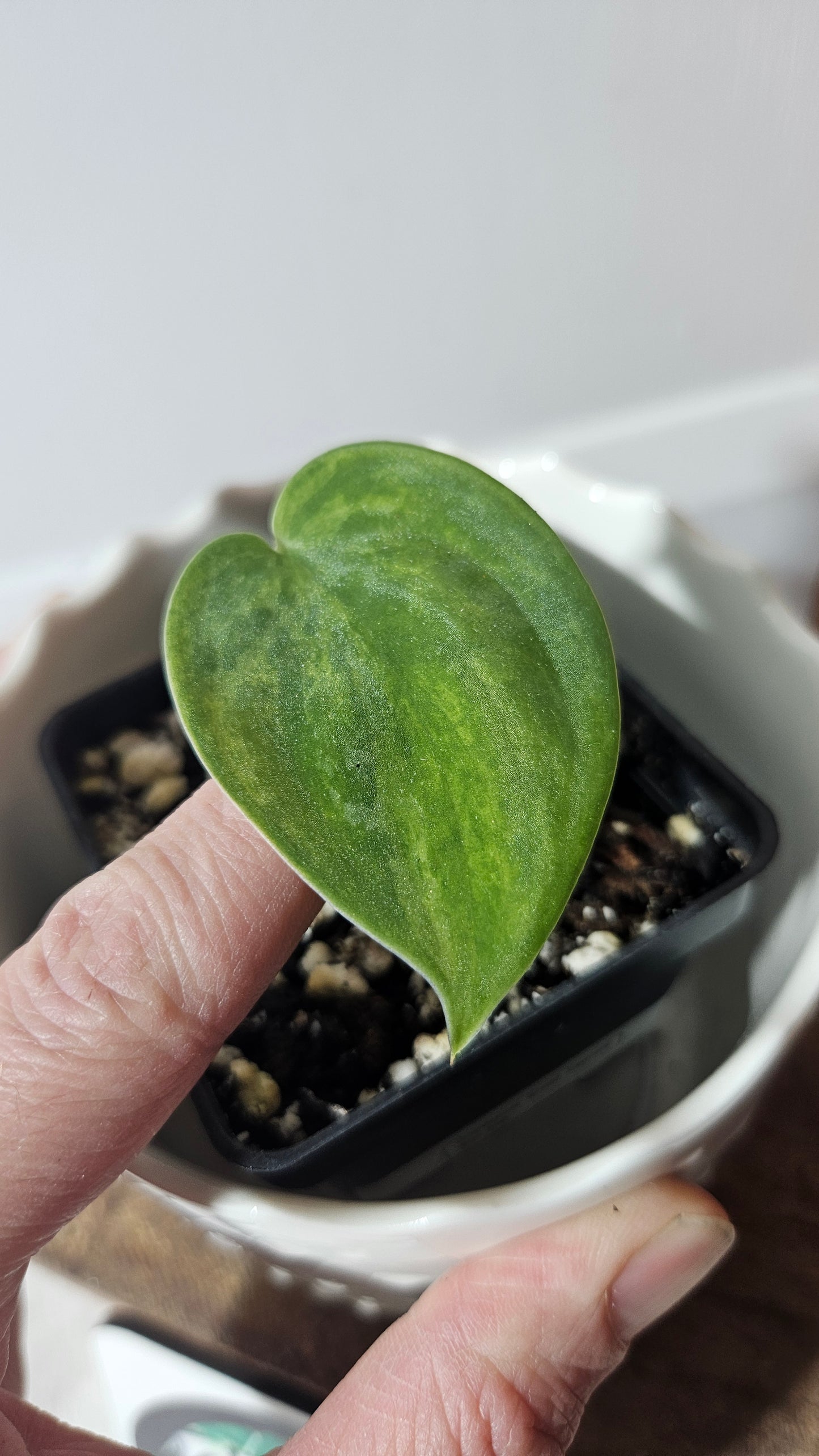Scindapsus Green Emerald (SCI-945)