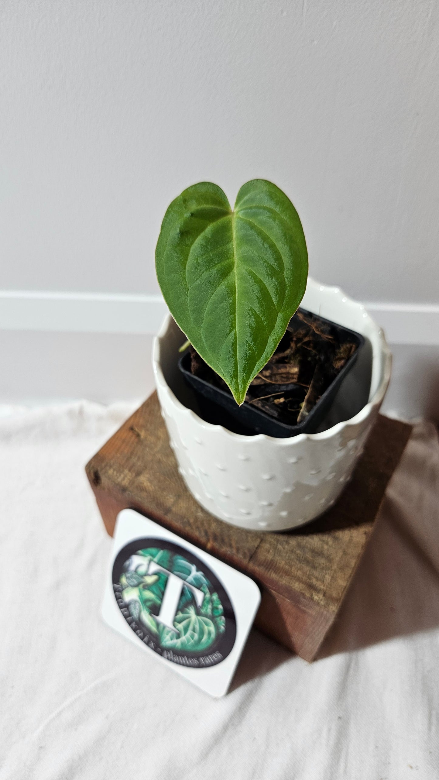Anthurium AOS (Indo) "format PETIT" (ANT-181)
