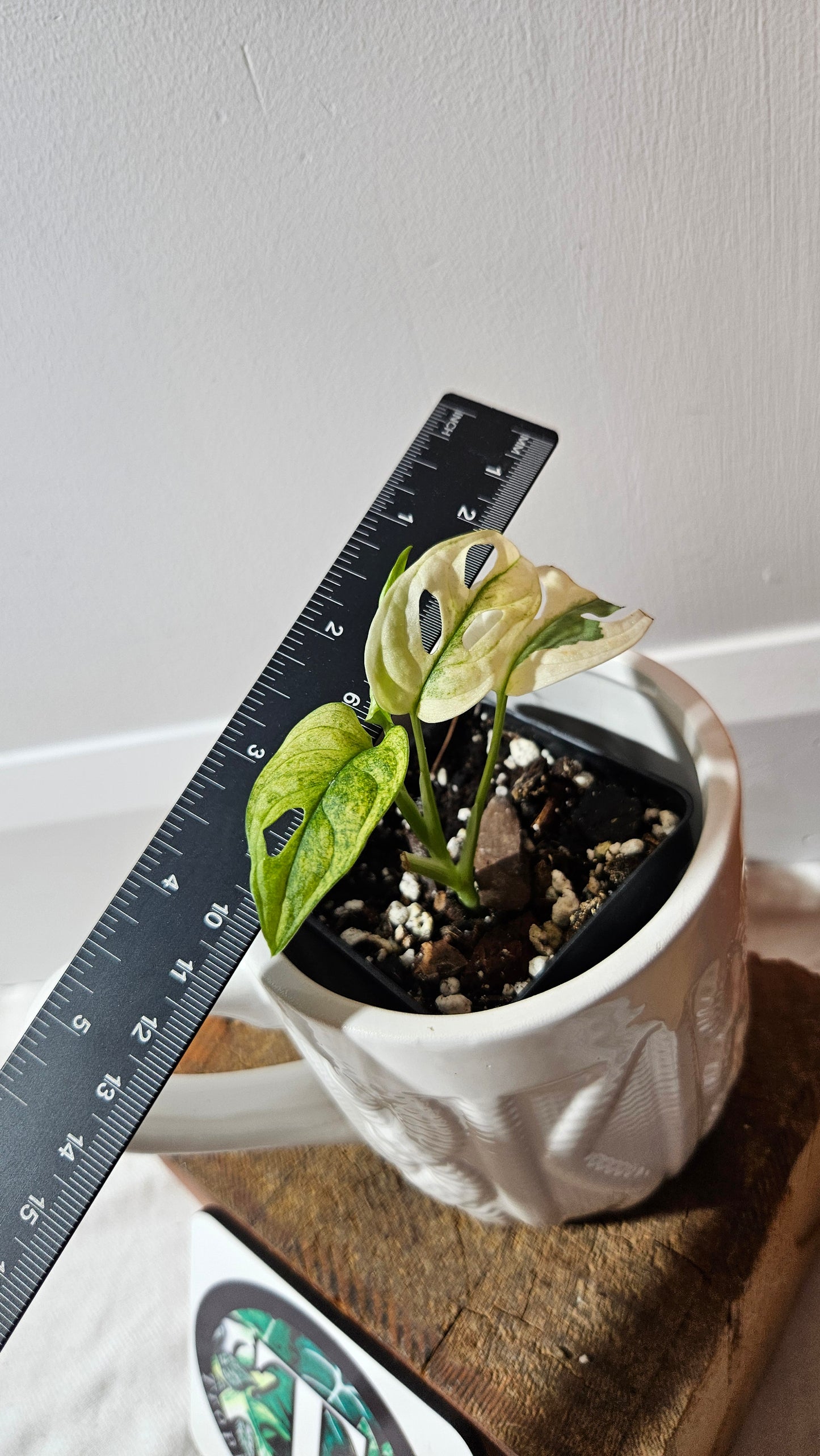 Monstera Andasonii Archipelago Ghost (MON-468)