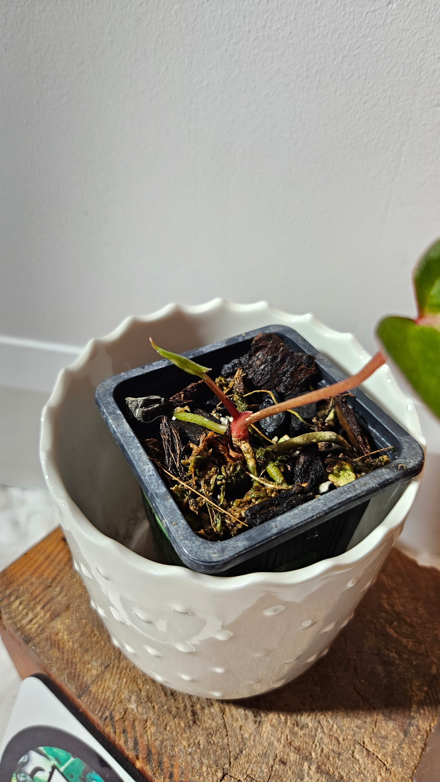 Anthurium Red Stem "format PETIT" (ANT-514)