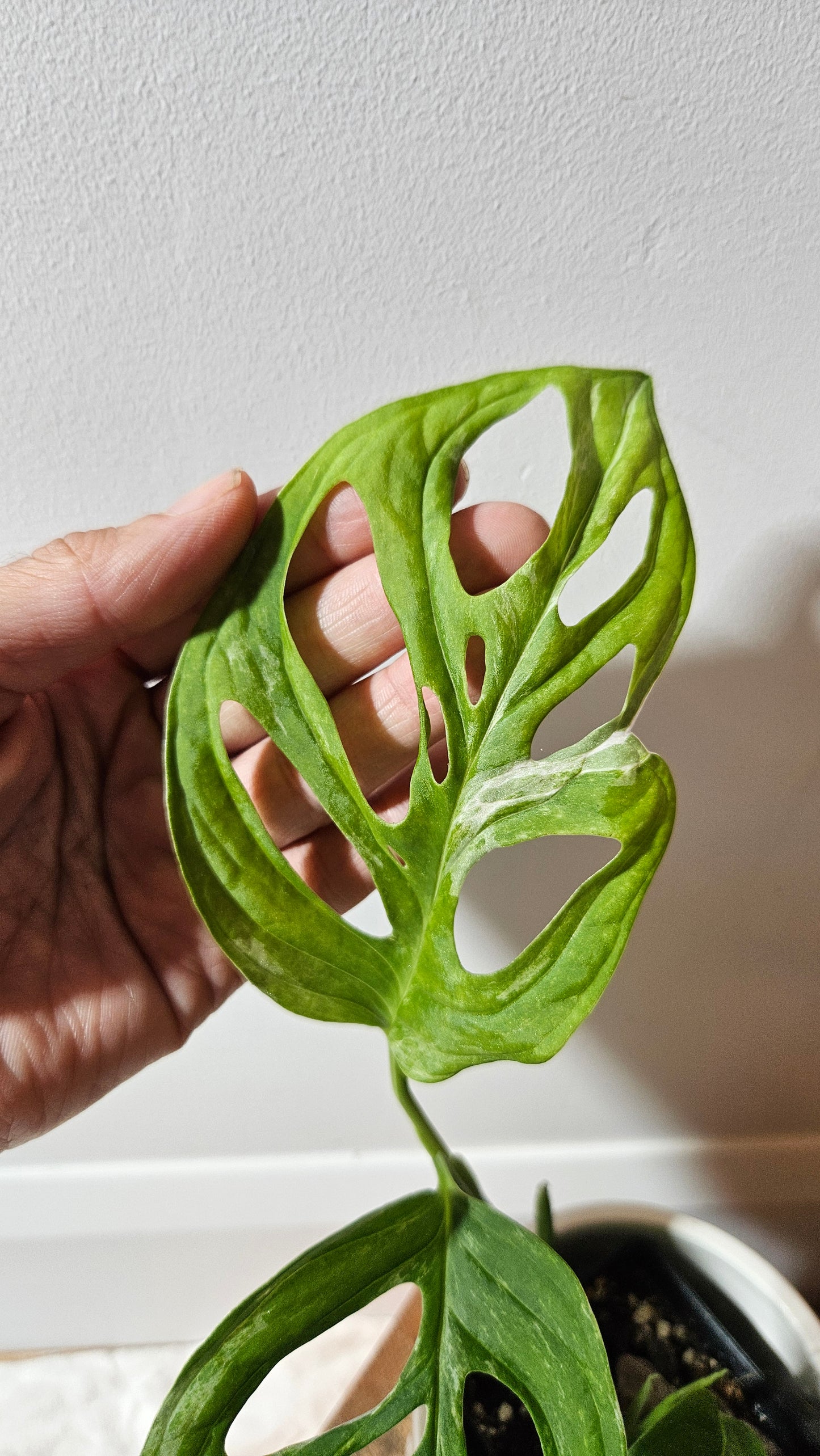 Monstera Andasonii Mint/Indo (MON-476)