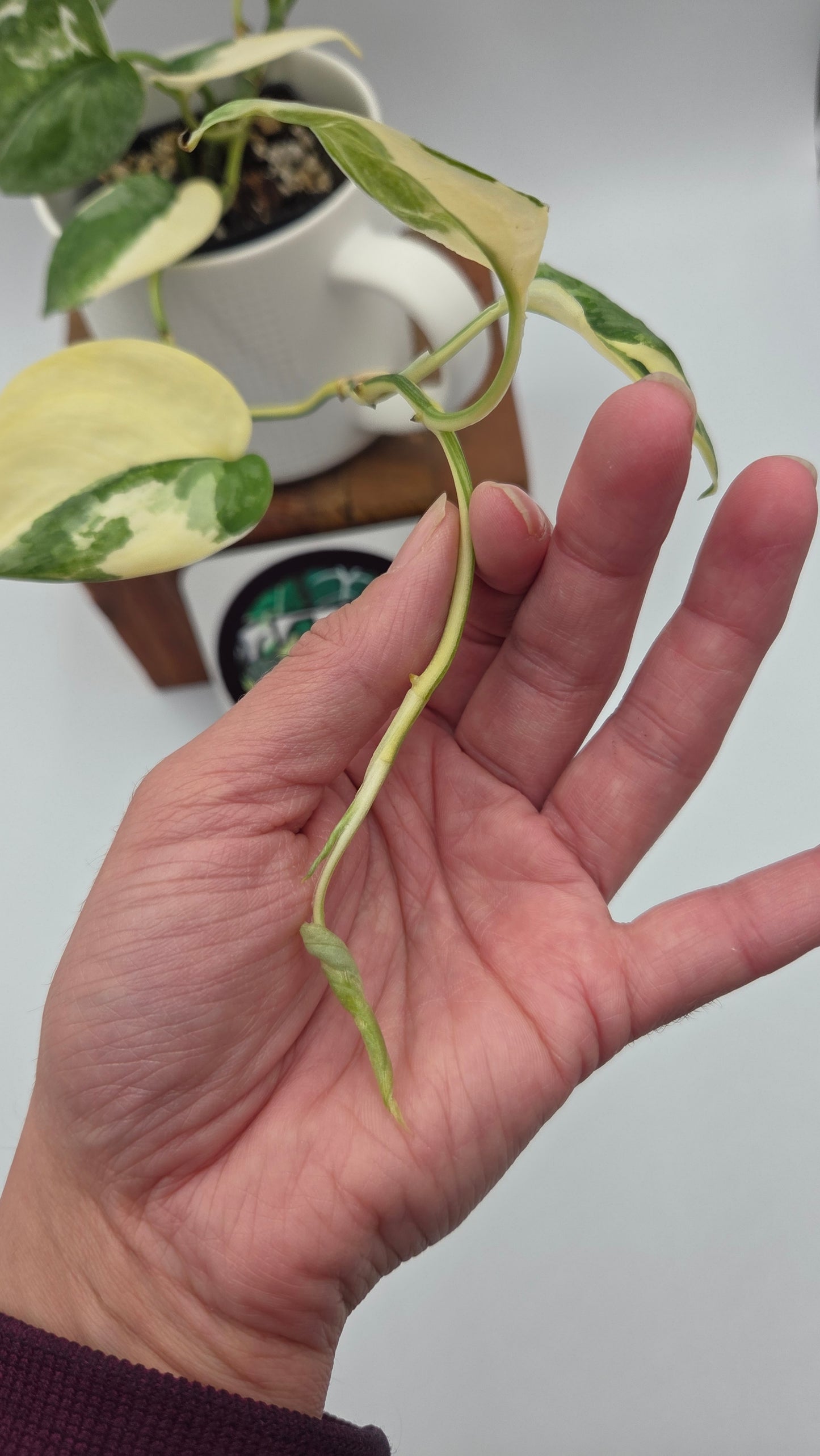 Scindapsus Silver Tattoo Variegata (SCI-698)