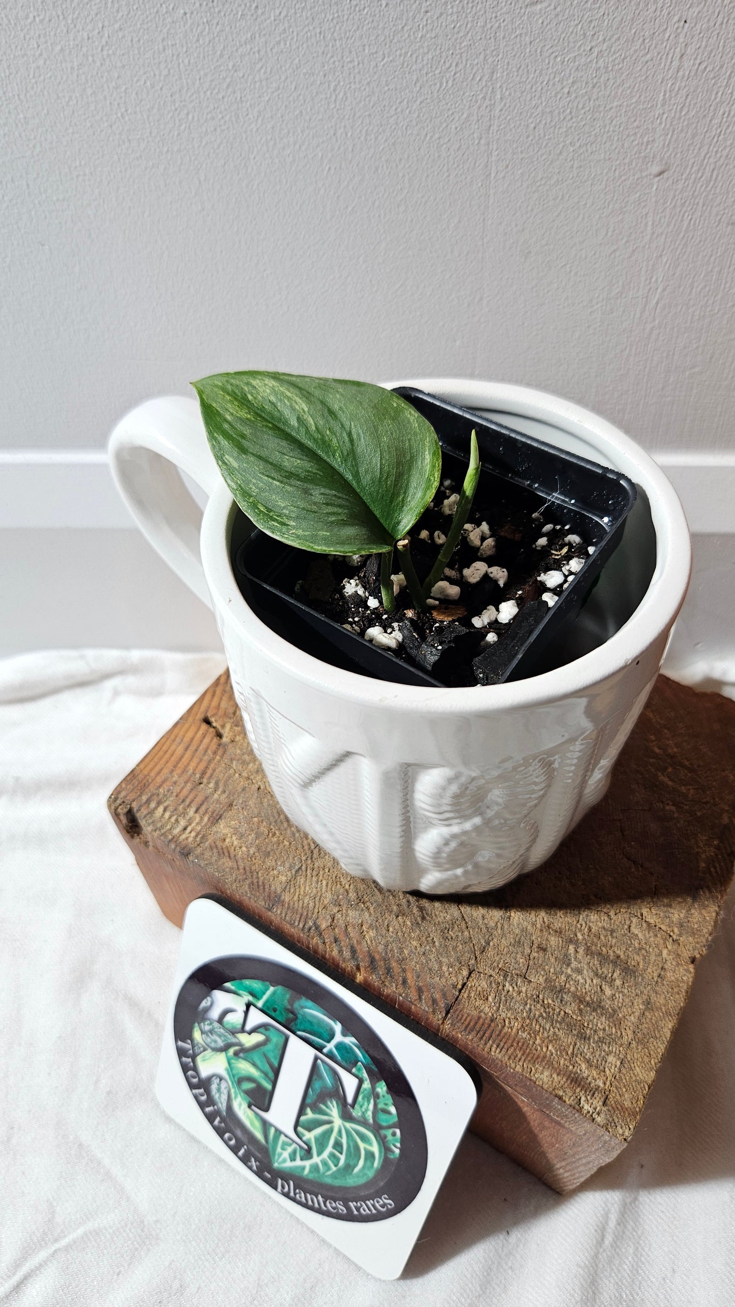 Scindapsus Moonlight SnowMint (SCI-1150)