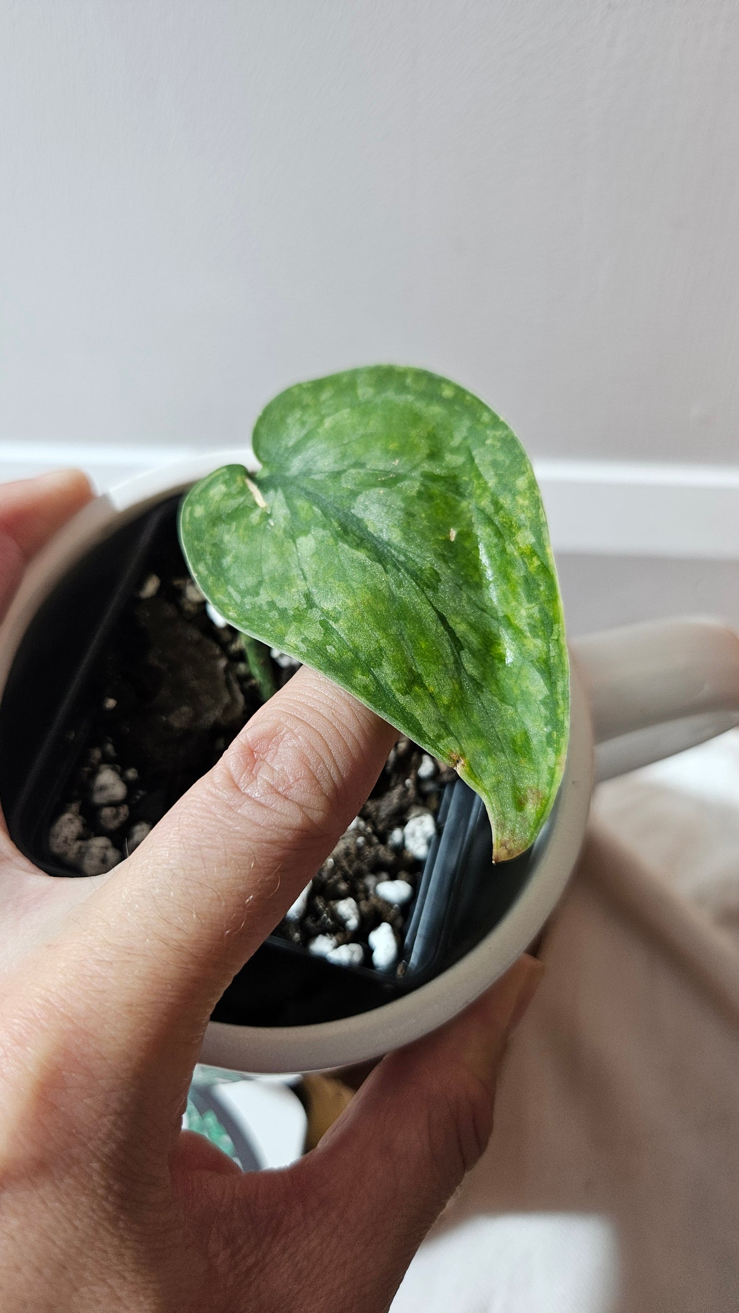 Scindapsus Léopard Variegata (SCI-1194)