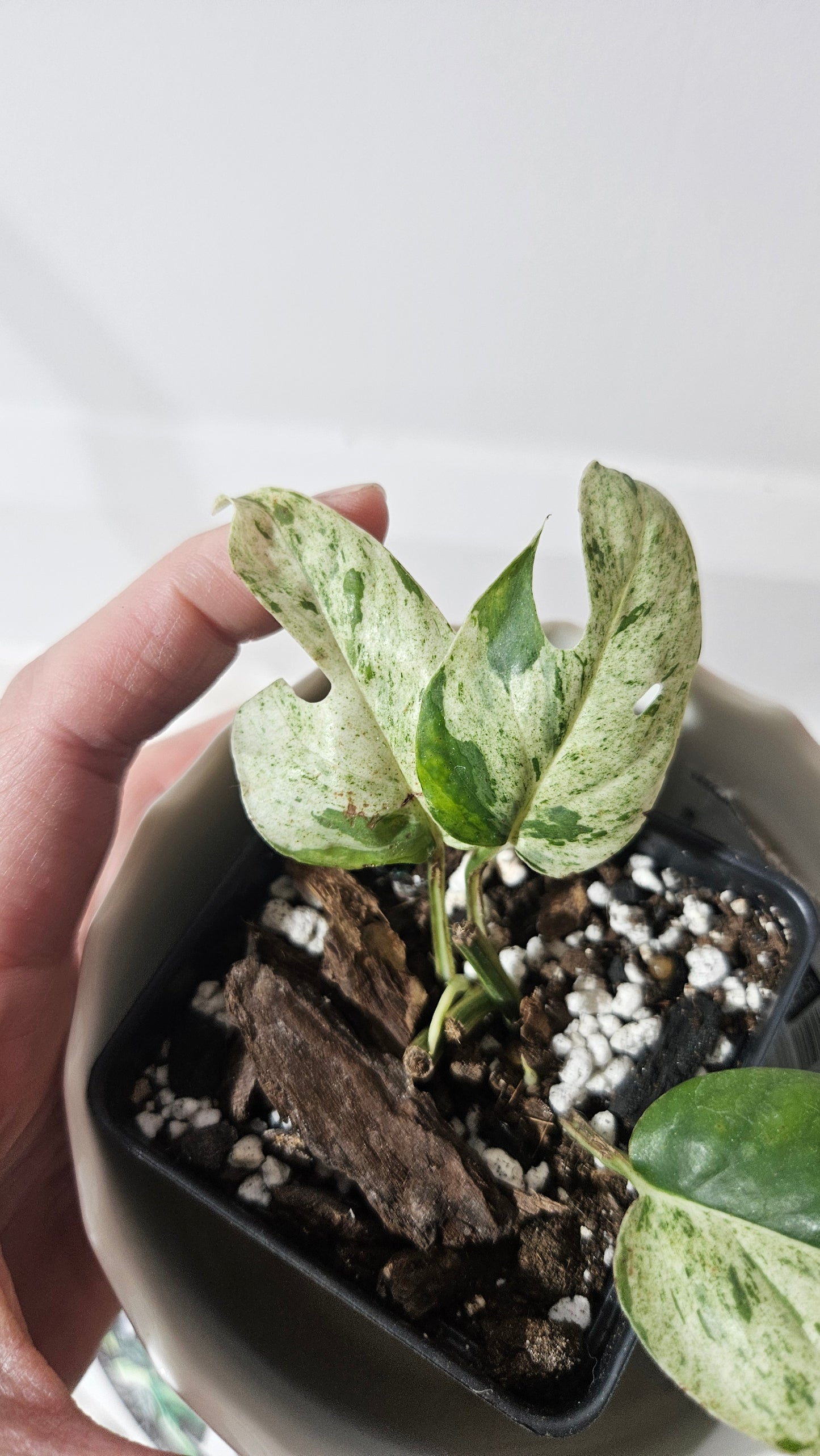 Epipremnum pinnatum Marble (EPI-211)