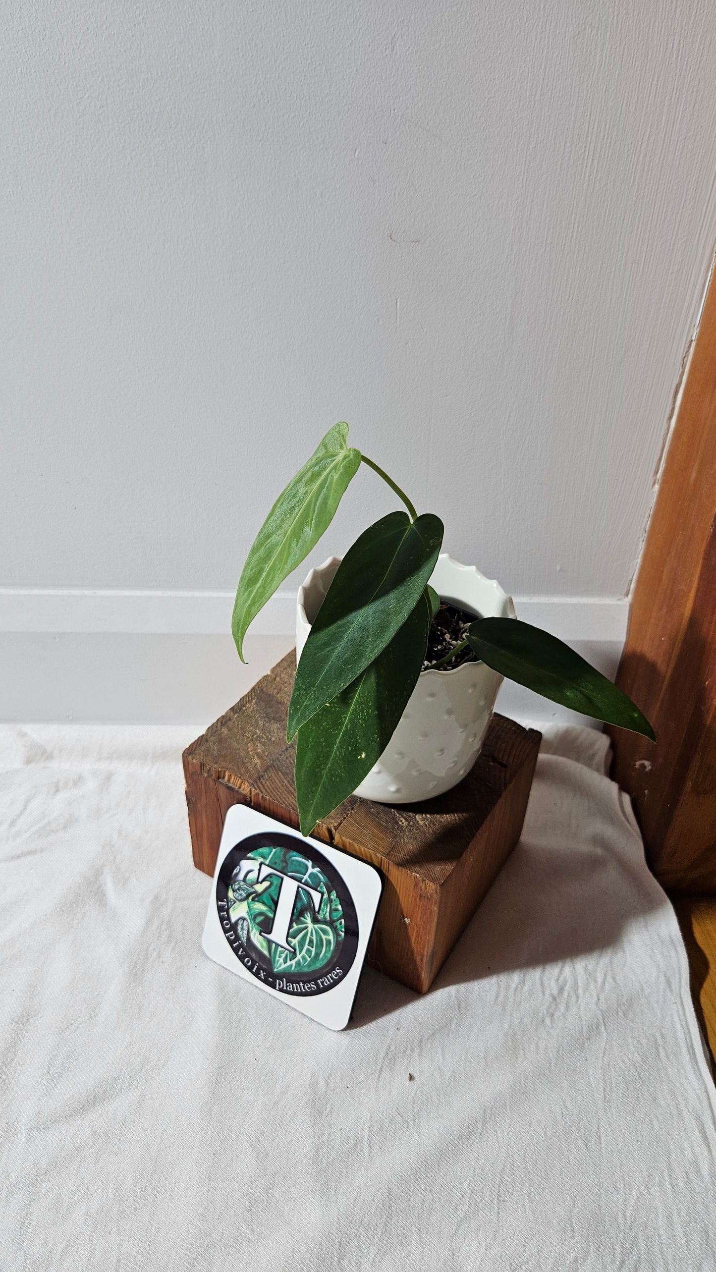 Anthurium Cirinoi X Forgetti "format MOYEN"(ANT-434)